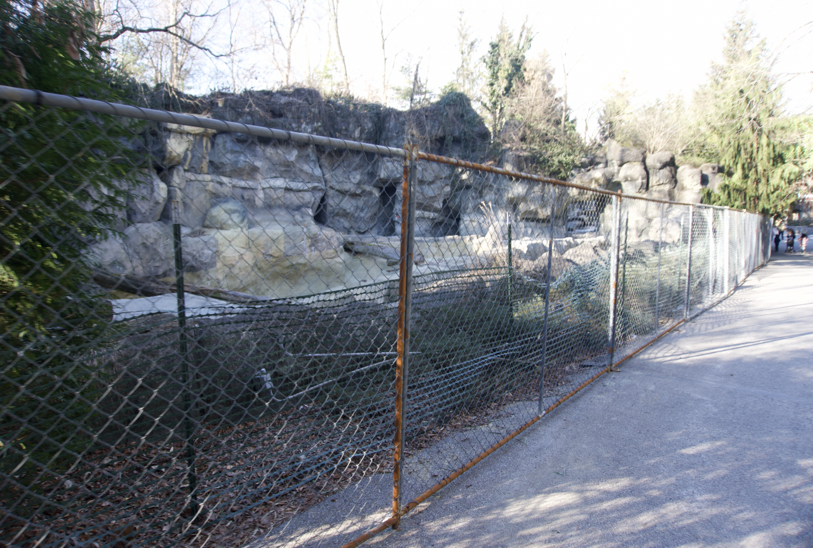Jan. 2022 - Bear Hill - Polar Bear Exhibit Fenced Off