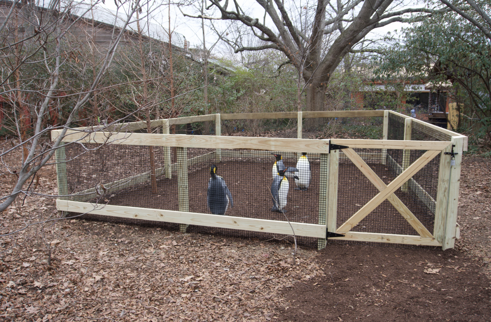 Jan. 2022 - Children's Zoo - Penguin Parade Pen