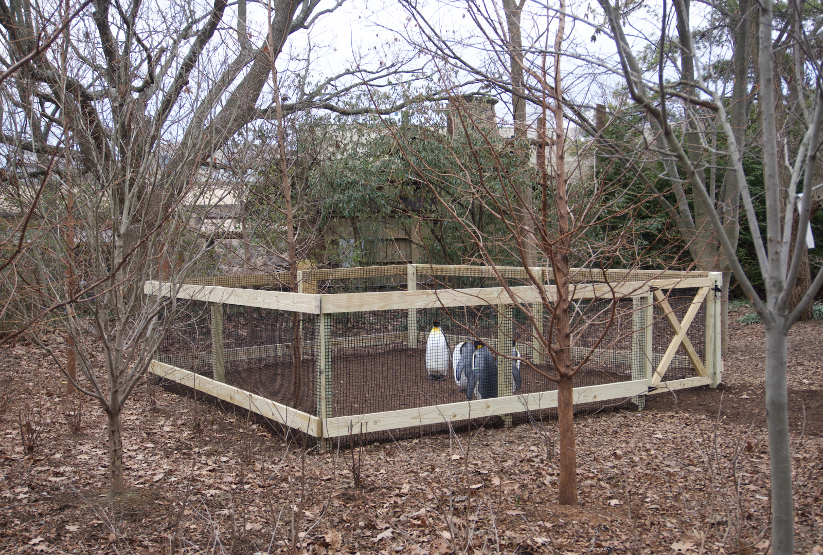 Jan. 2022 - Children's Zoo - Penguin Parade Pen