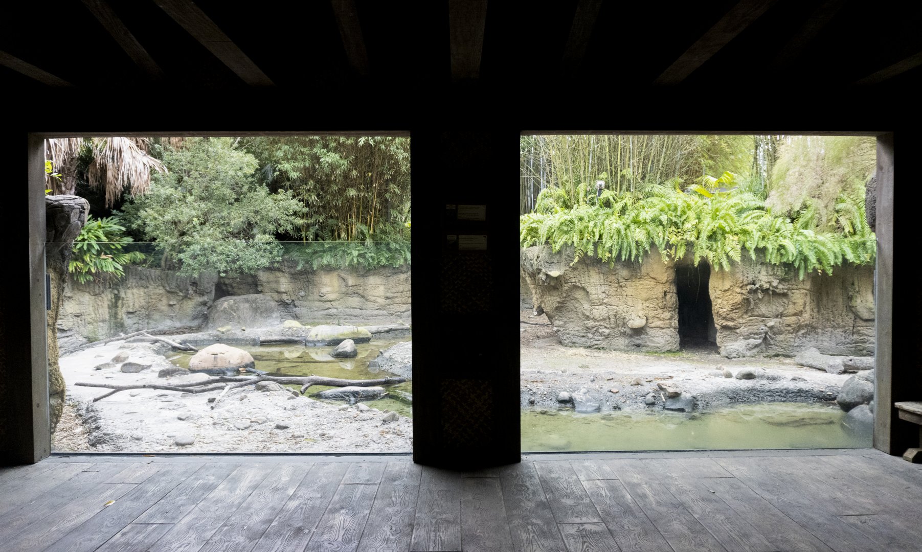 Jan. 2022 - Land of the Tiger - Babirusa/Asian Small-clawed Otter Exhibit Hut Viewing