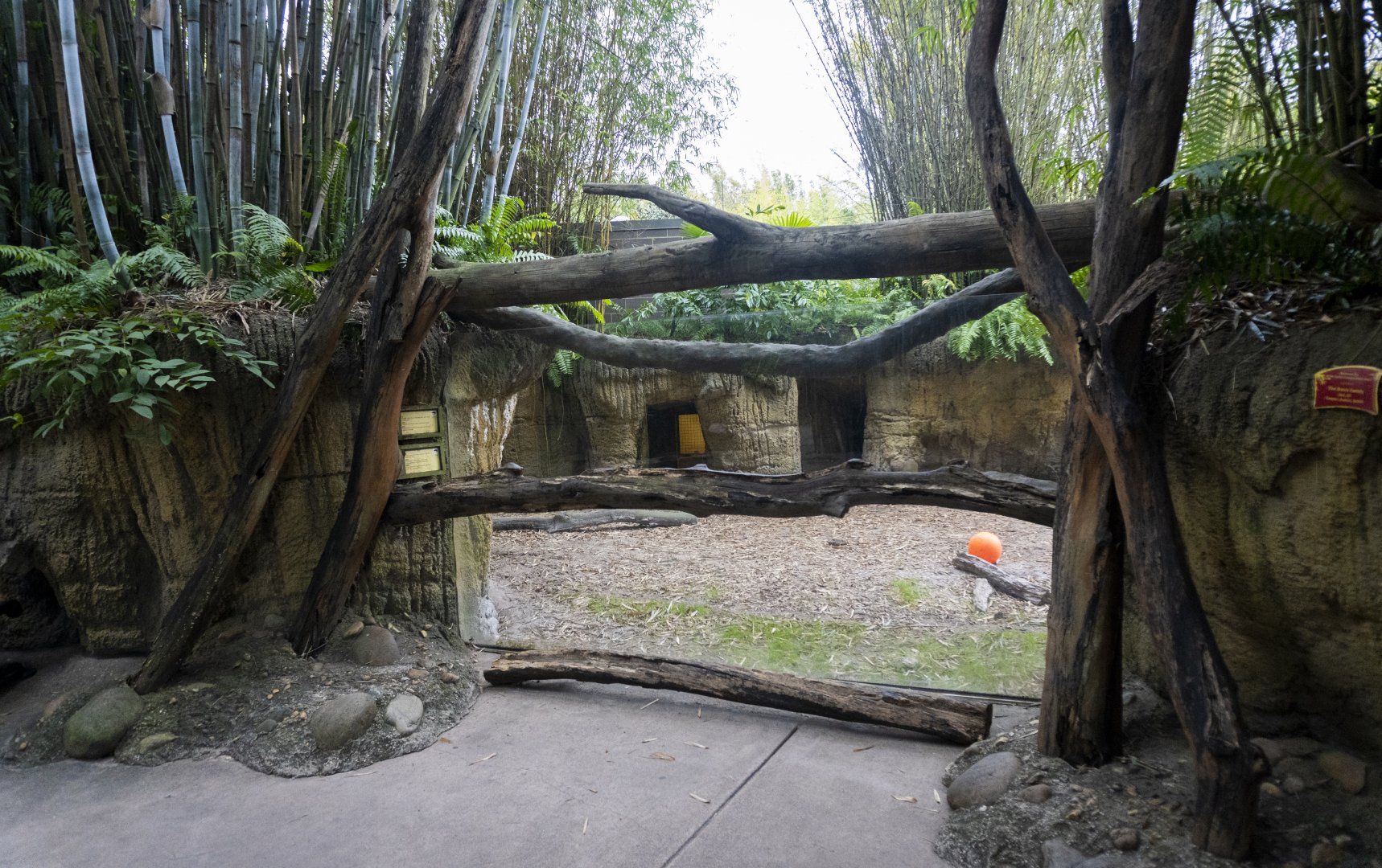 Jan. 2022 - Land of the Tiger - Babirusa/Asian Small-clawed Otter Exhibit Viewing