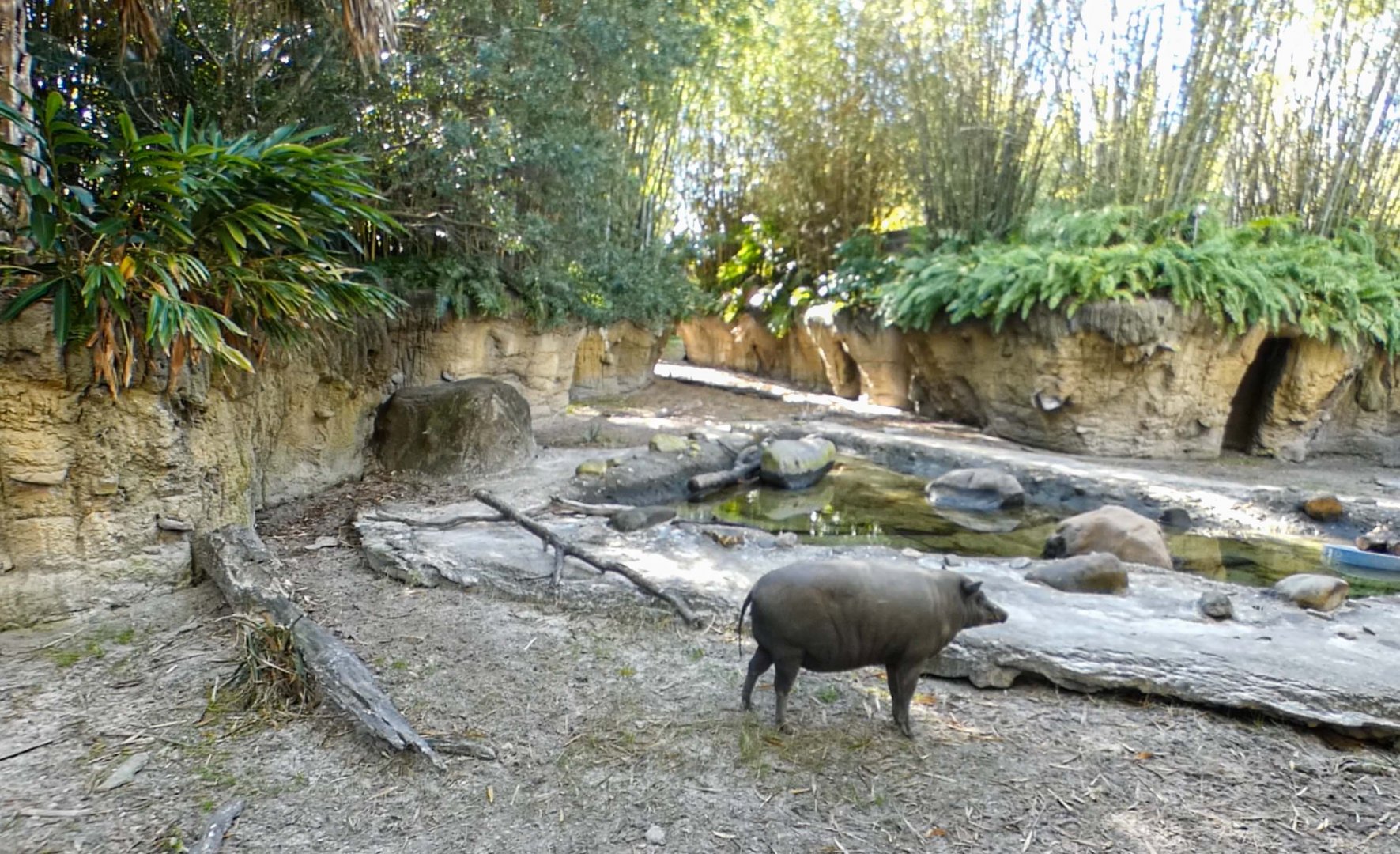 Jan. 2022 - Land of the Tiger - Babirusa/Asian Small-clawed Otter Exhibit
