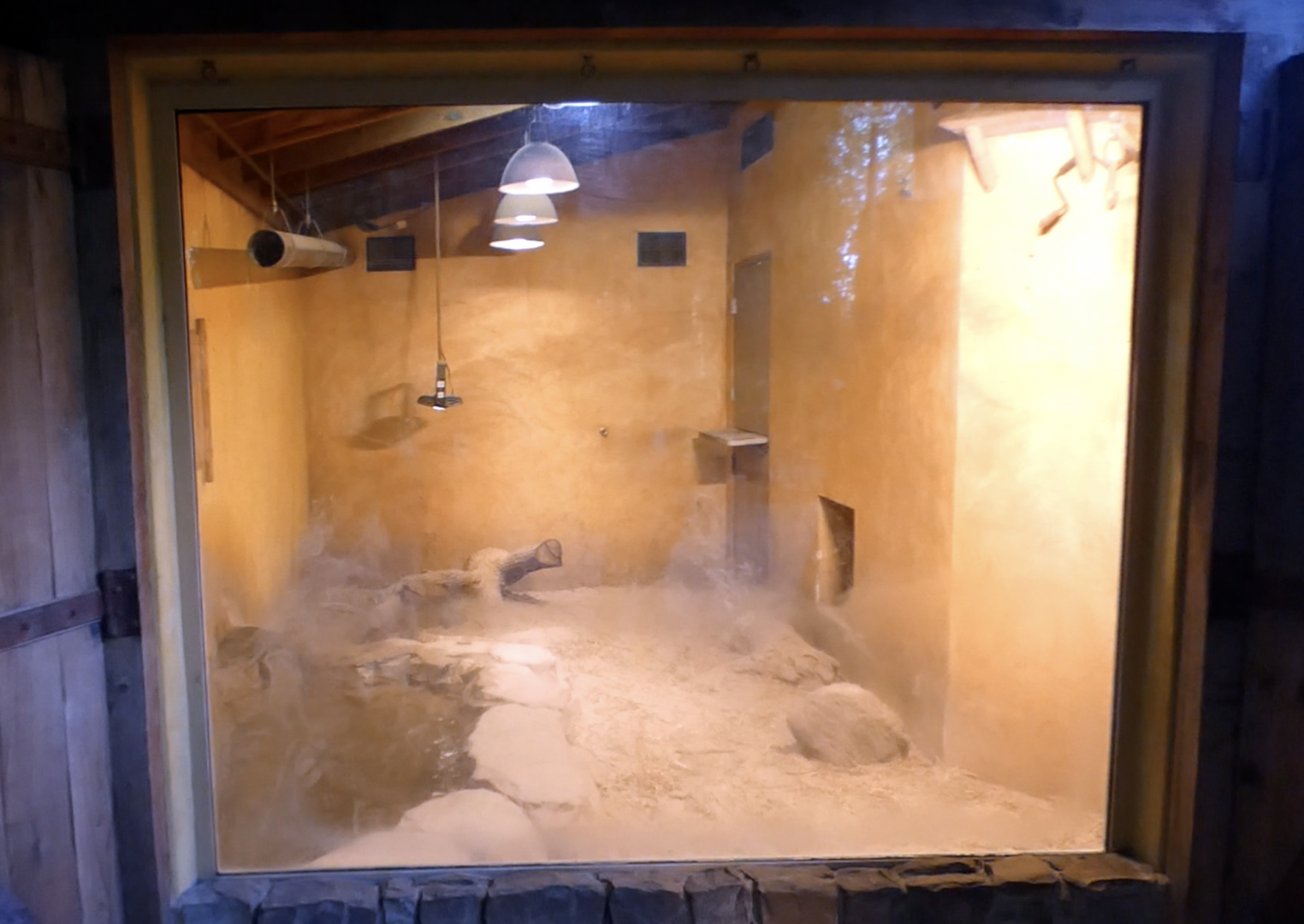 Jan. 2022 - Land of the Tiger - Komodo Dragon Indoor Exhibit