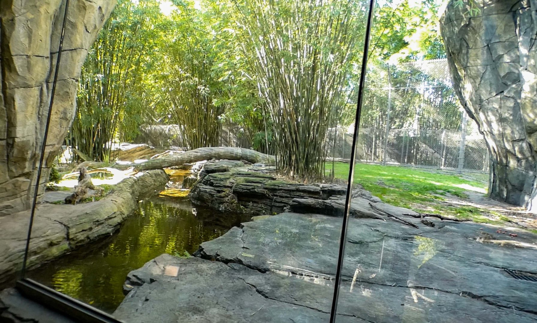 Jan. 2022 - Land of the Tiger - Left Tiger Exhibit (Malayan/Sumatran)