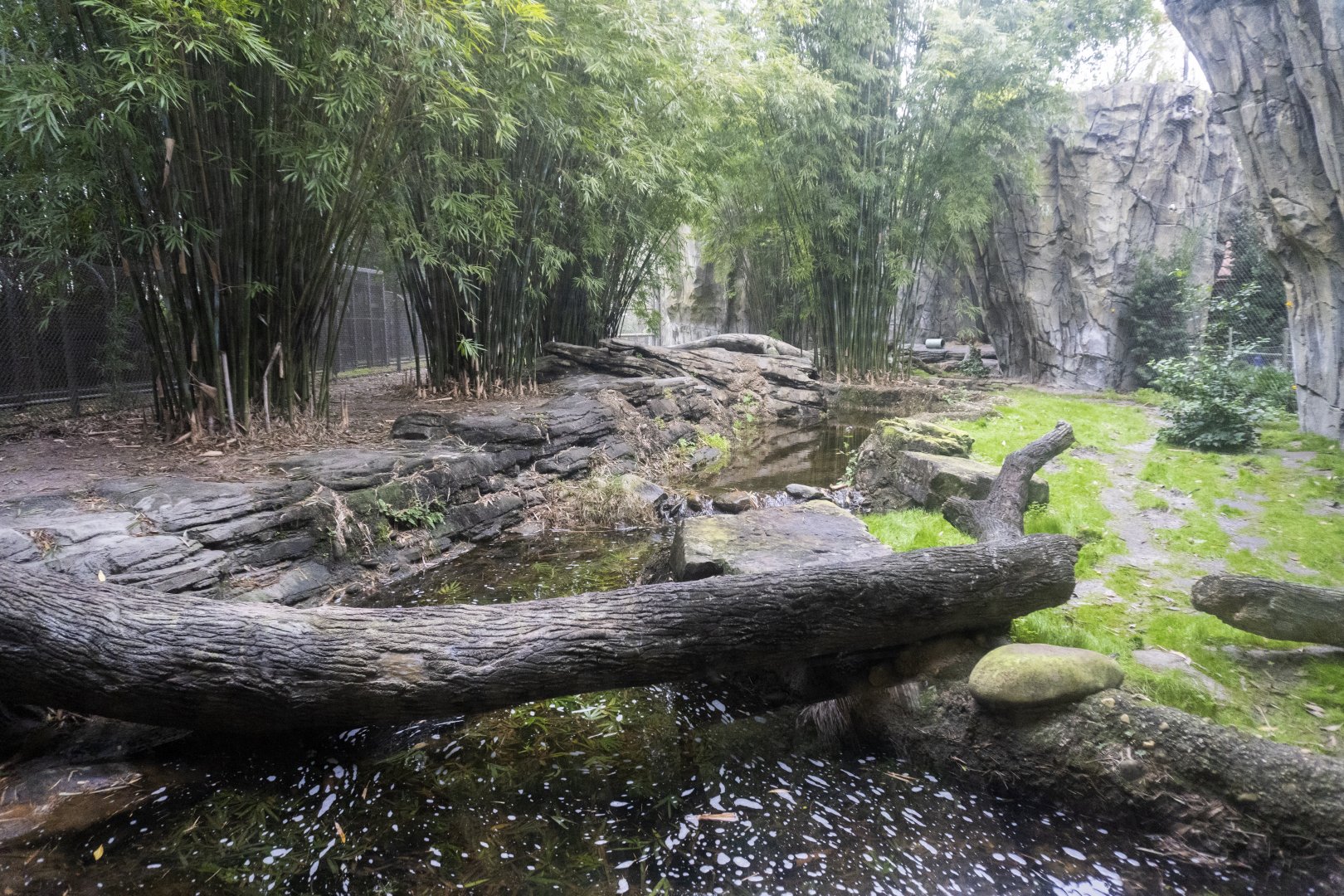 Jan. 2022 - Land of the Tiger - Left Tiger Exhibit (Malayan/Sumatran)