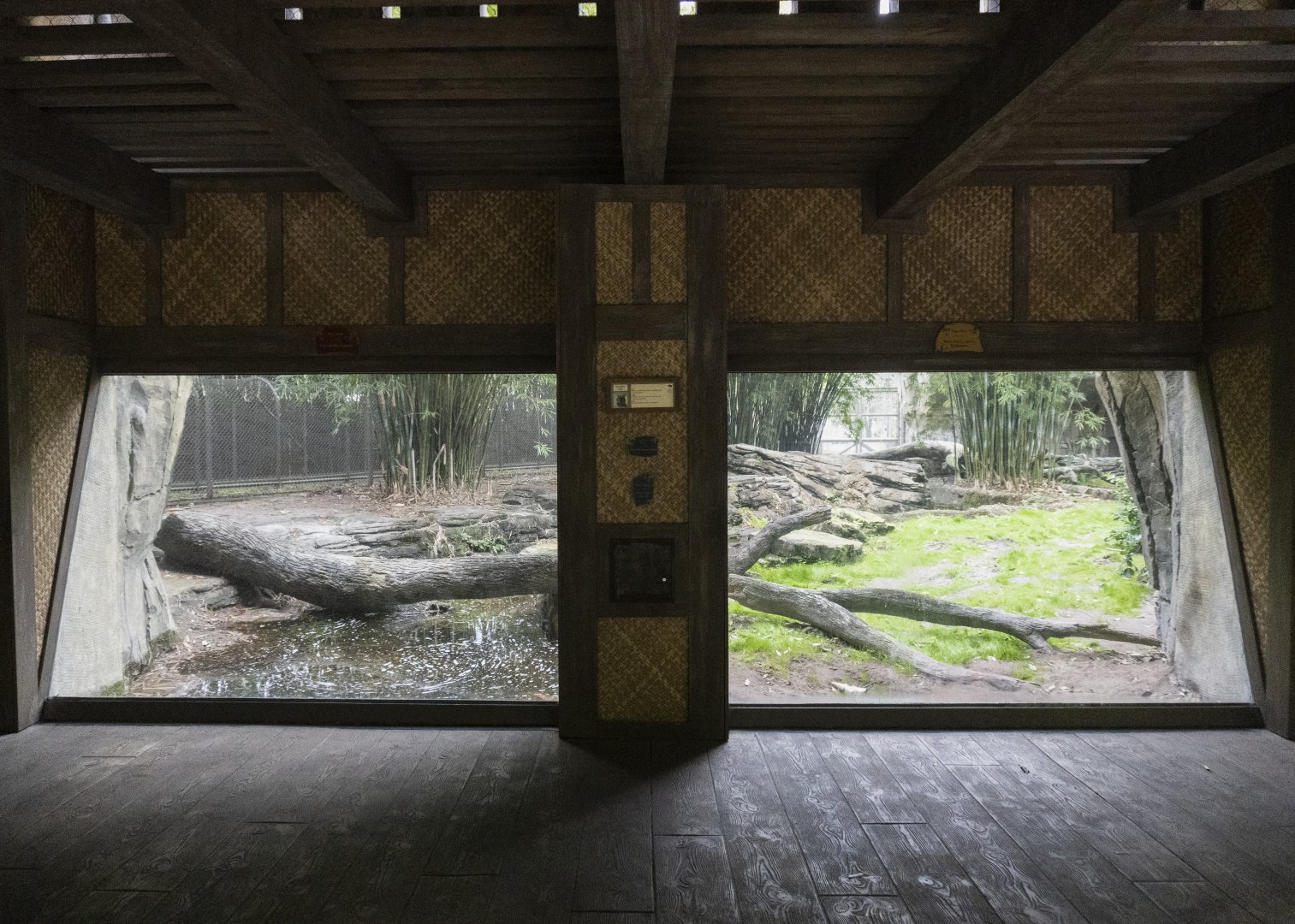 Jan. 2022 - Land of the Tiger - Left Tiger Exhibit Vewing (Malayan/Sumatran)