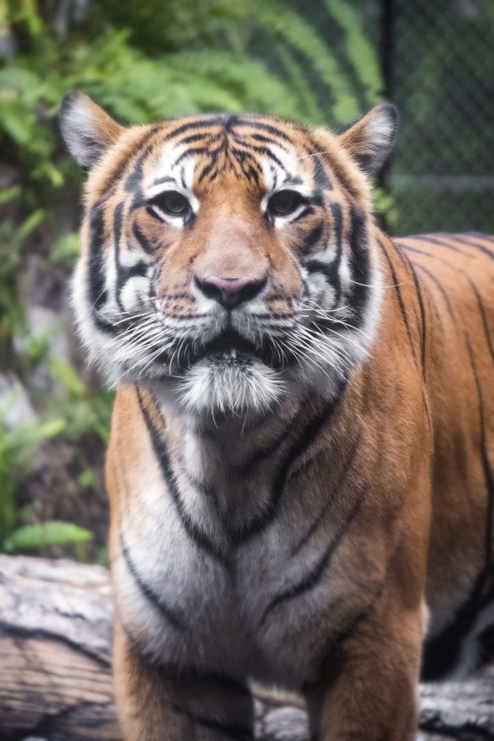Jan. 2022 - Land of the Tiger - Malayan Tiger