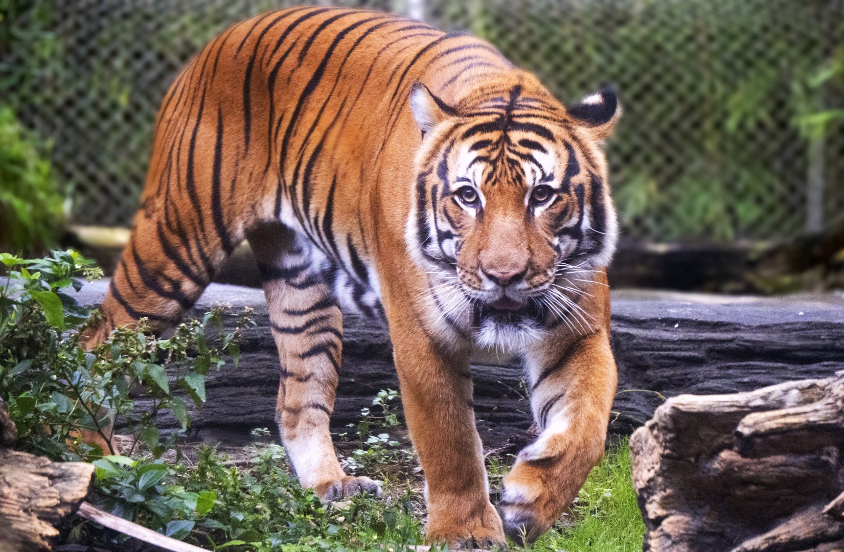 Jan. 2022 - Land of the Tiger - Malayan Tiger