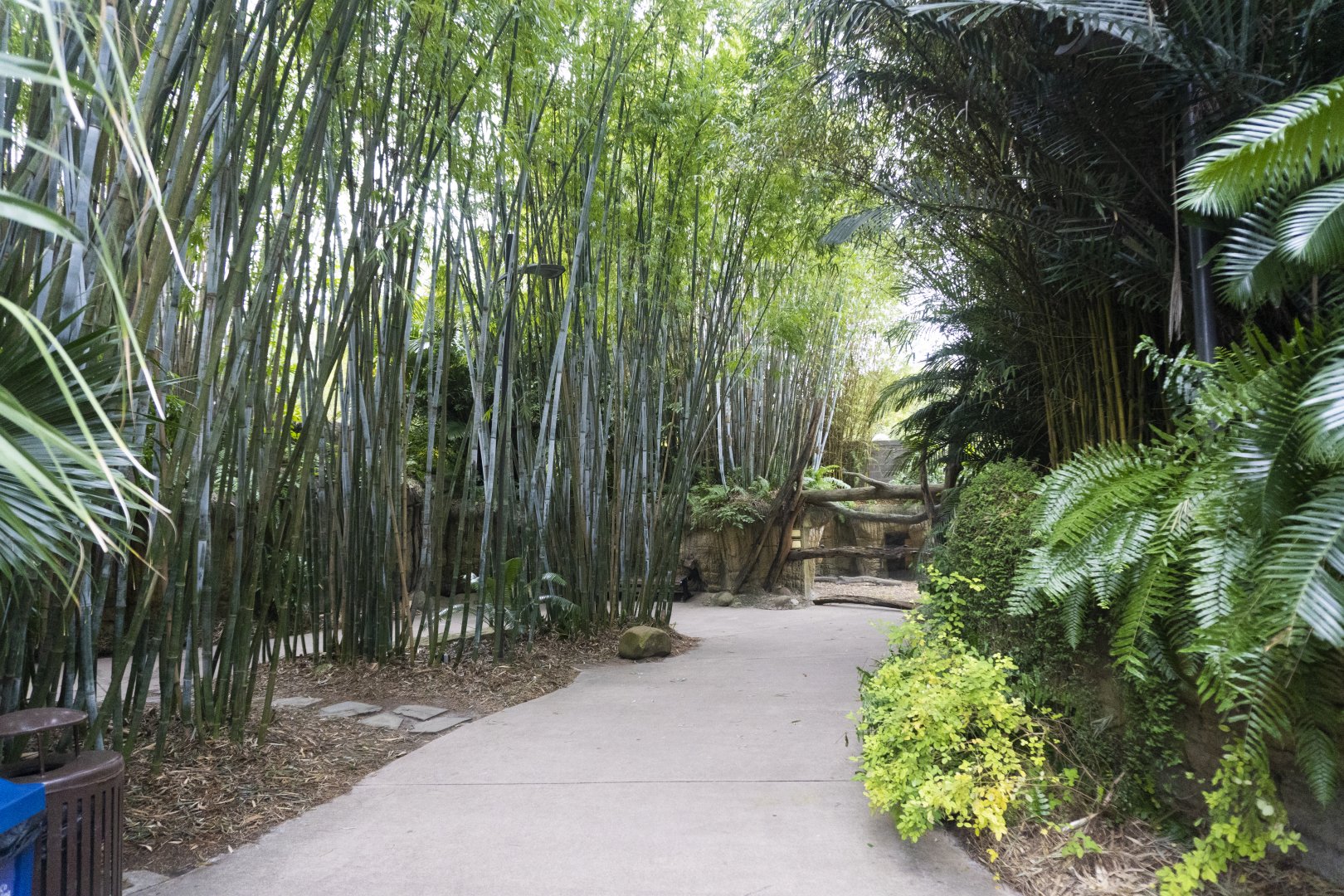 Jan. 2022 - Land of the Tiger - Path to Babirusa/Asian Small-clawed Otter Exhibit