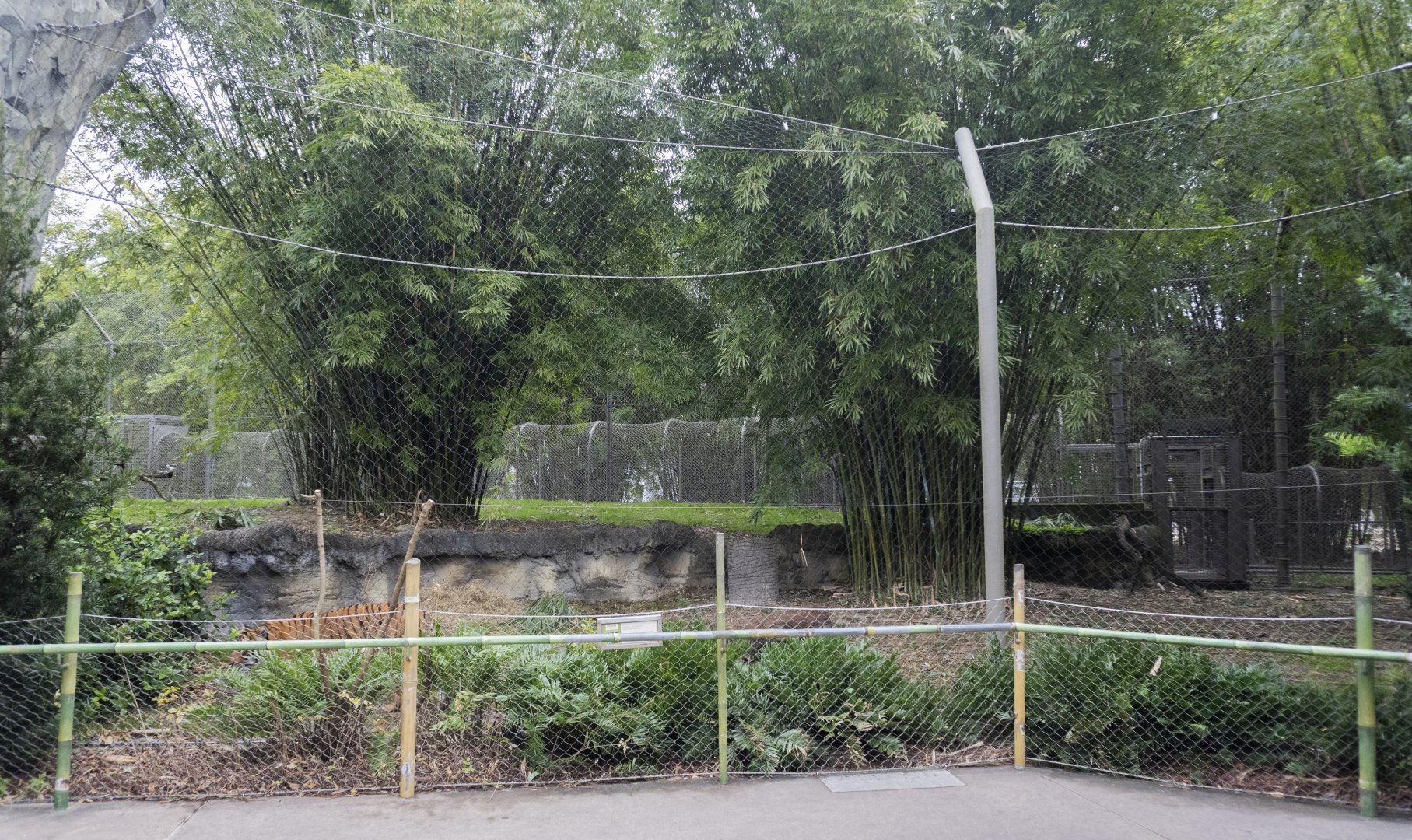 Jan. 2022 - Land of the Tiger - Right Tiger Exhibit (Malayan/Sumatran)