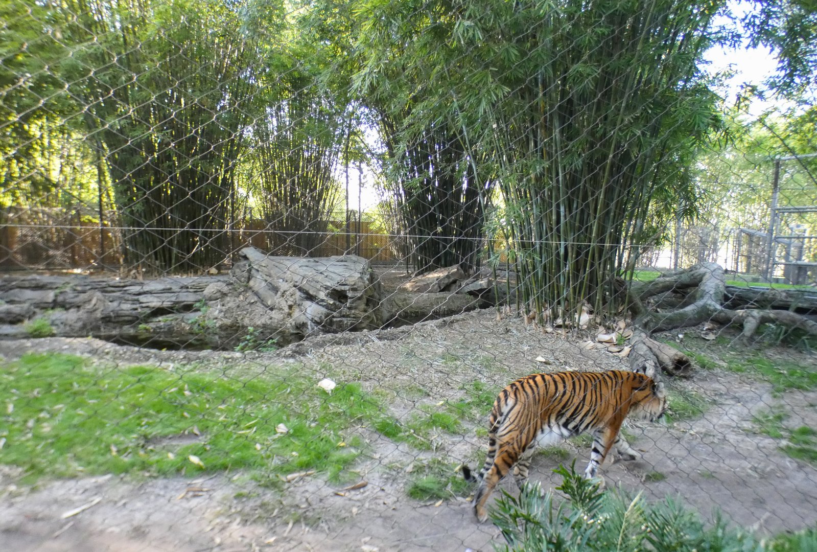 Jan. 2022 - Land of the Tiger - Right Tiger Exhibit (Malayan/Sumatran)