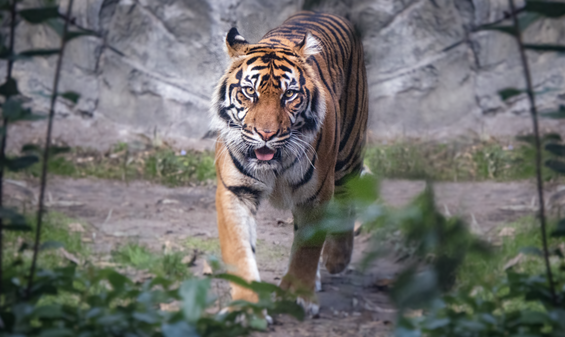 Jan. 2022 - Land of the Tiger - Sumatran Tiger