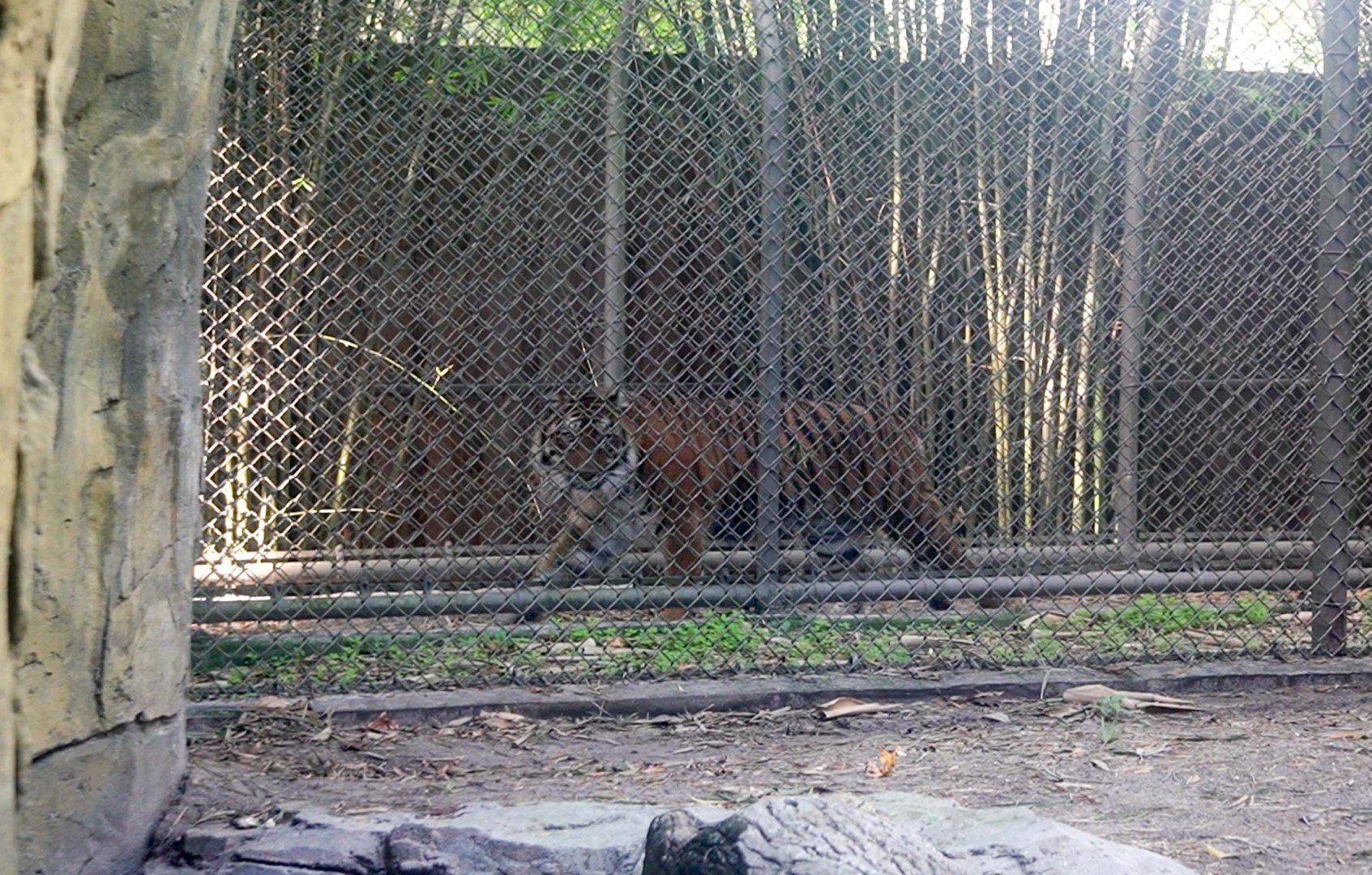 Jan. 2022 - Land of the Tiger - Tiger in Outer Tunnel (Malayan/Sumatran)