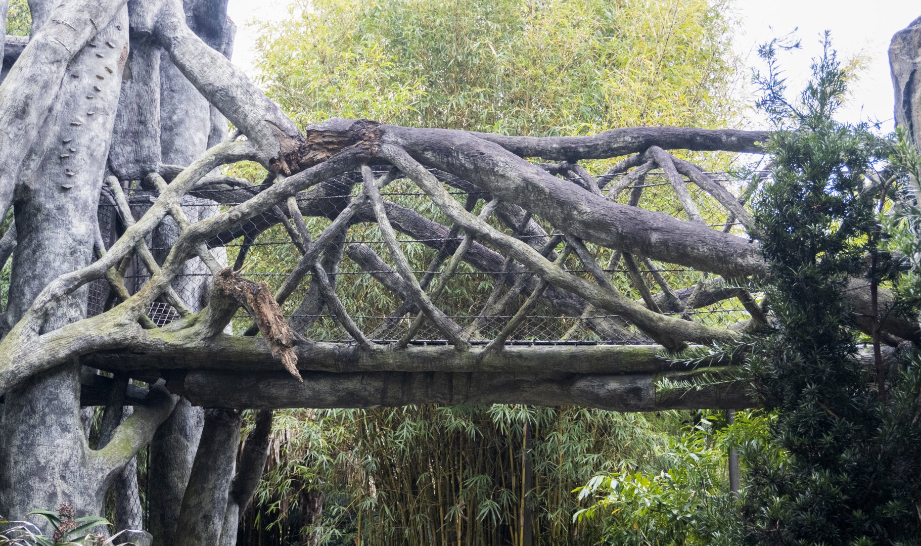 Jan. 2022 - Land of the Tiger - Tiger Overpass (Malayan/Sumatran)