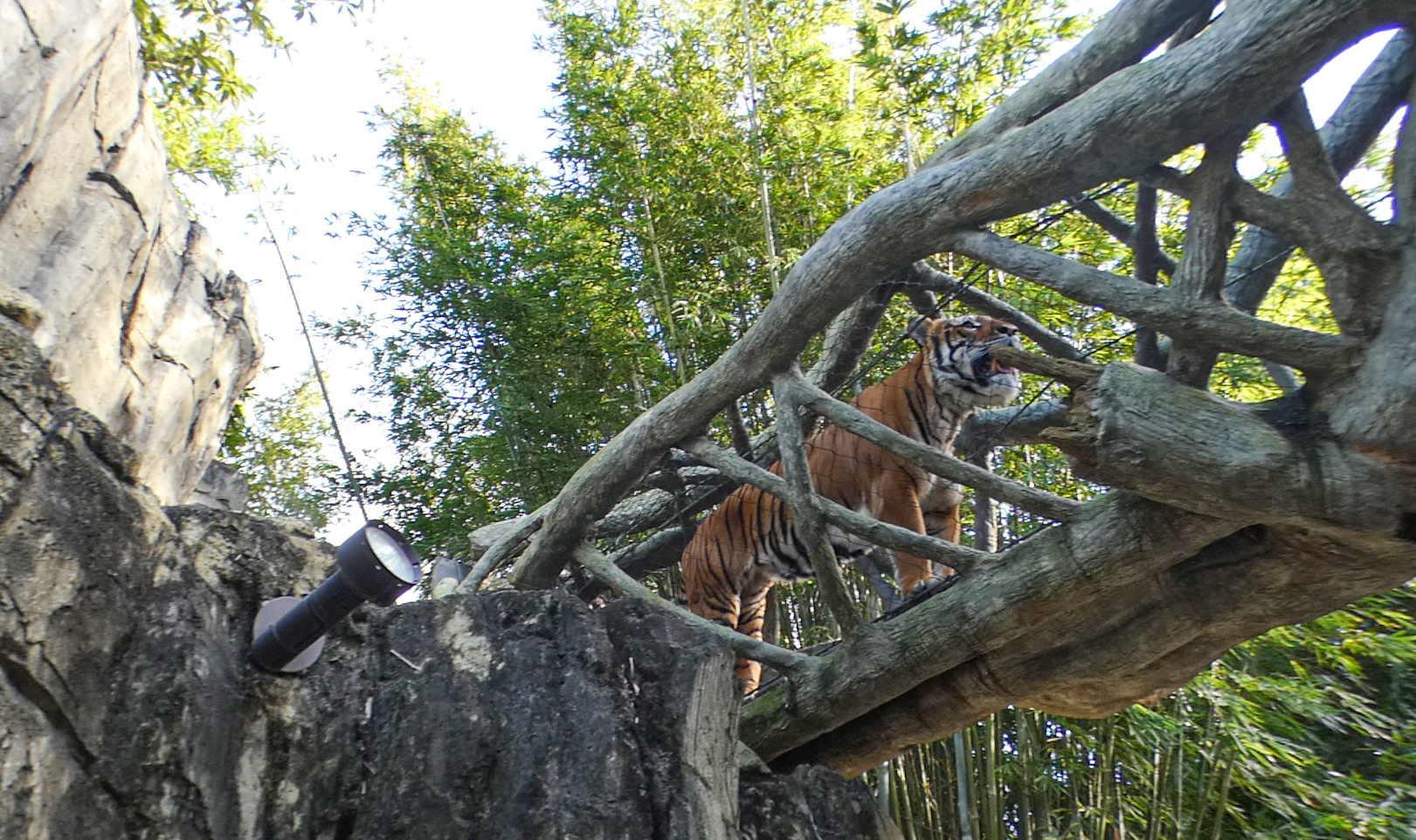 Jan. 2022 - Land of the Tiger - Tiger Overpass (Malayan/Sumatran)