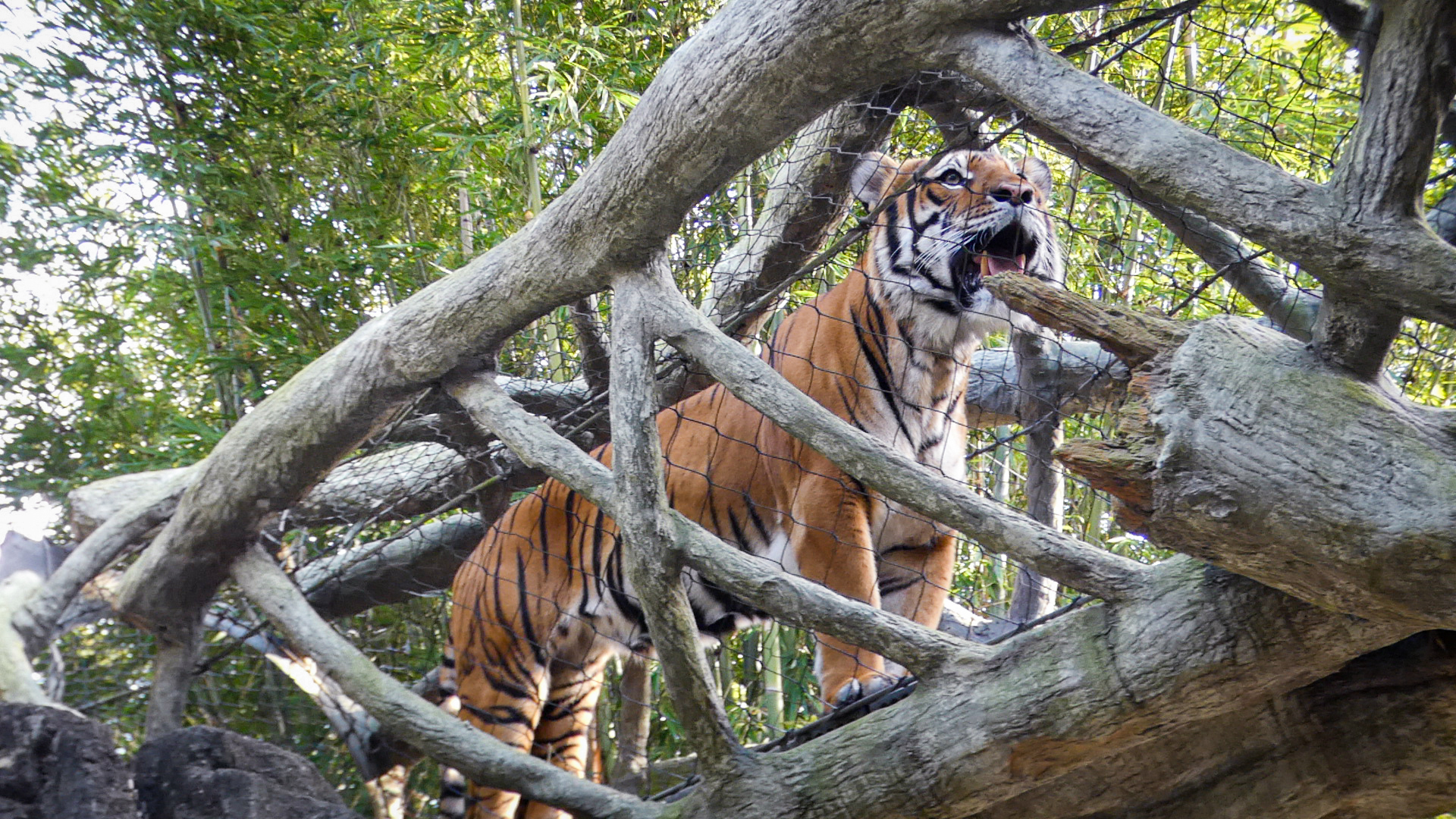 Jan. 2022 - Land of the Tiger - Tiger Overpass (Malayan/Sumatran)