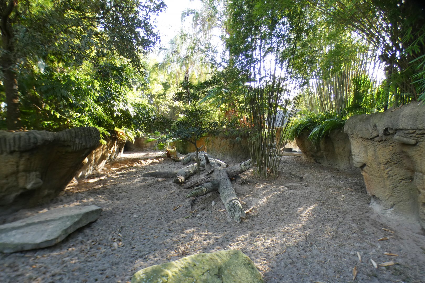 Jan. 2022 - Land of the Tiger - Visayan Warty Pig Exhibit