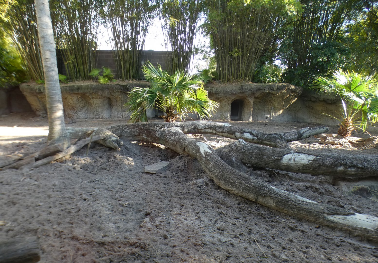 Jan. 2022 - Land of the Tiger - Visayan Warty Pig Exhibit