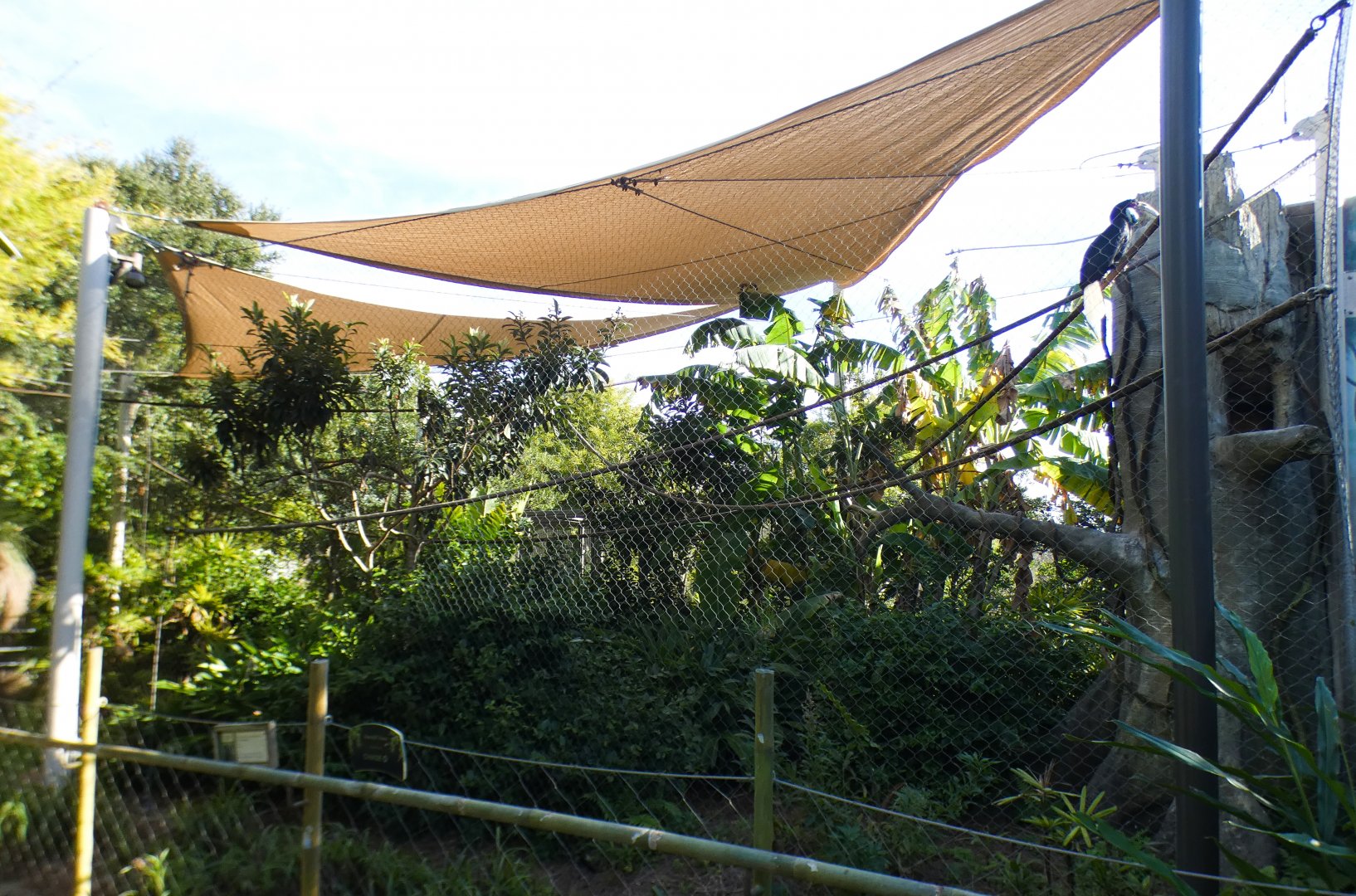 Jan. 2022 - Land of the Tiger - Wreathed Hornbill Exhibit