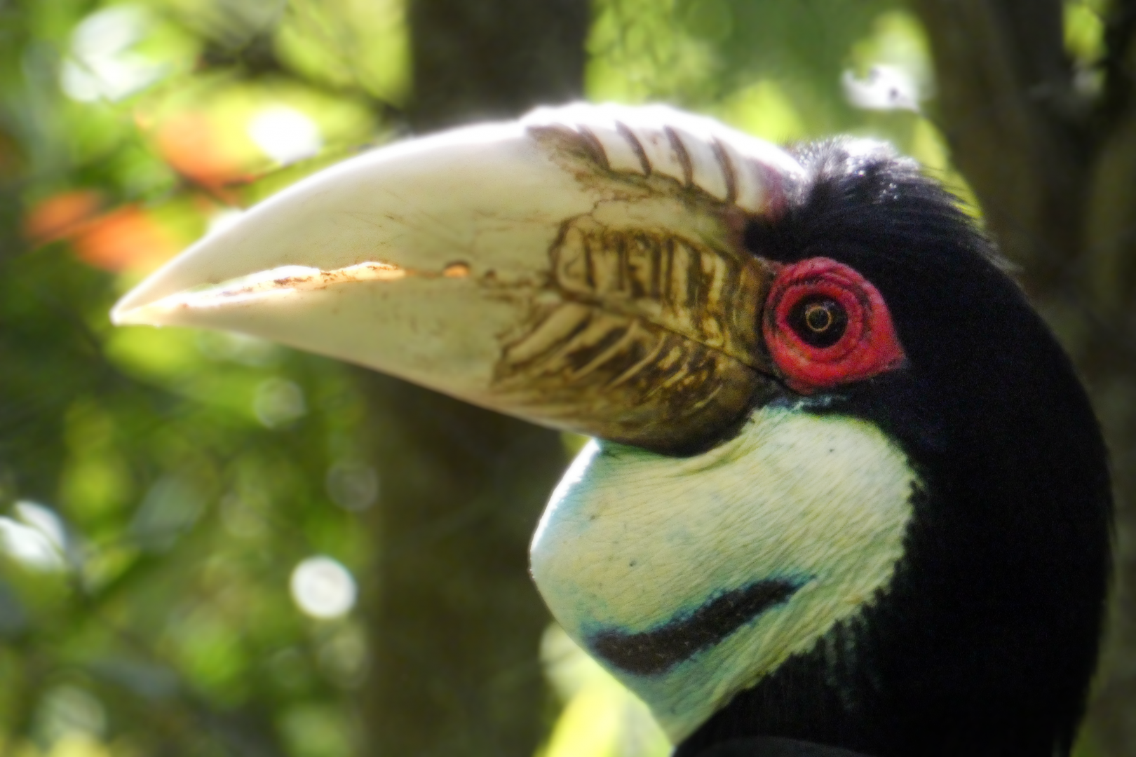 Jan. 2022 - Land of the Tiger - Wreathed Hornbill