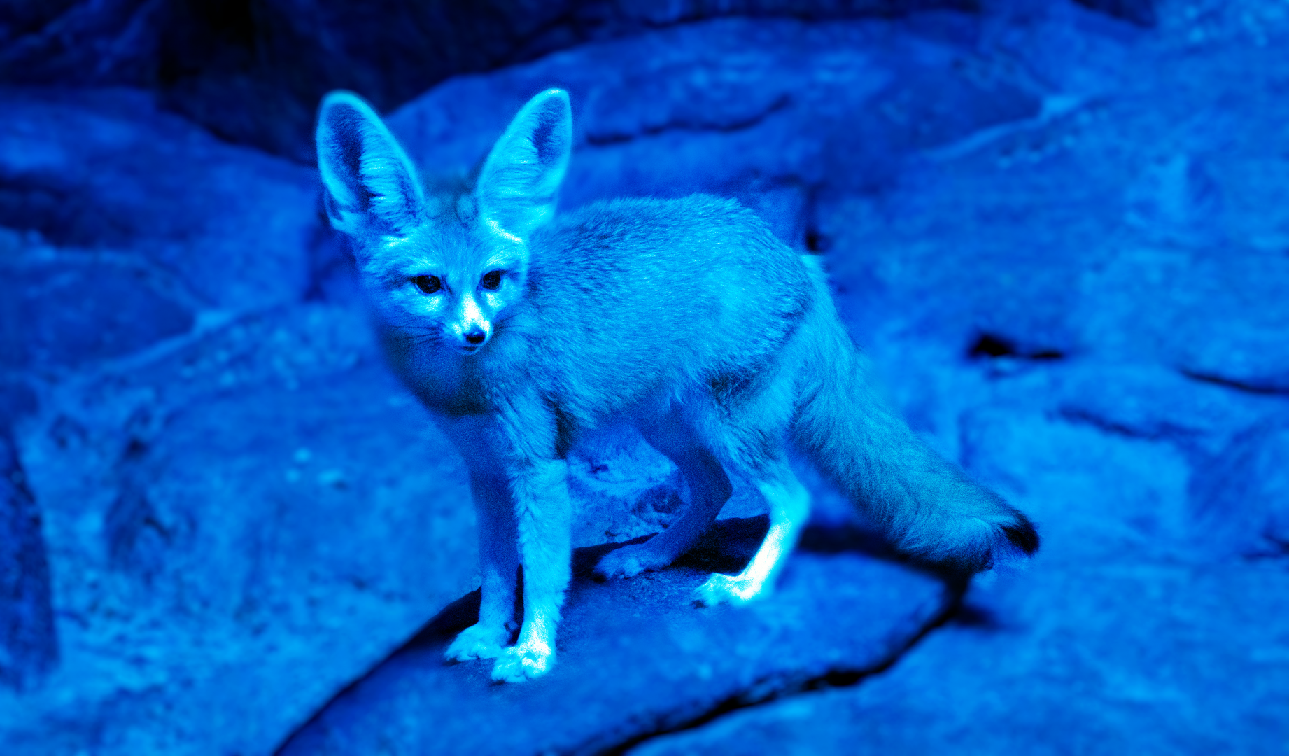 Jan. 2022 - Night Hunters - Fennec Fox