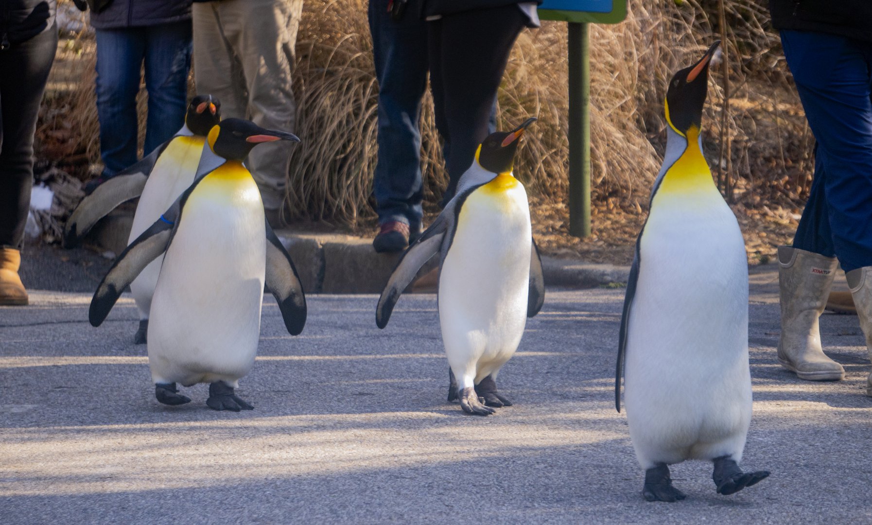 Jan. 2022 - Penguin Parade