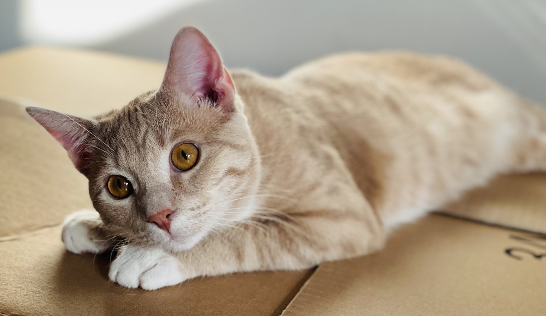 Jan. 2022 - Portrait of my Cat (Fergus)