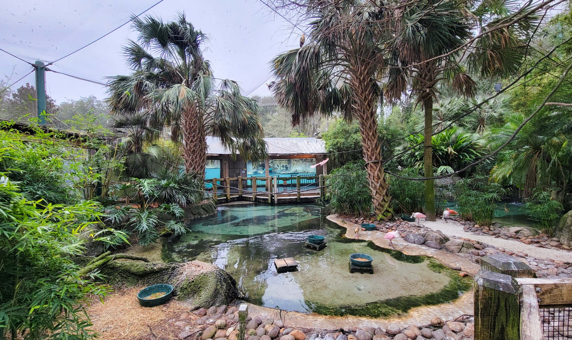 Jan. 2022 - Range of the Jaguar - Emerald Forest Aviary (17 Species)