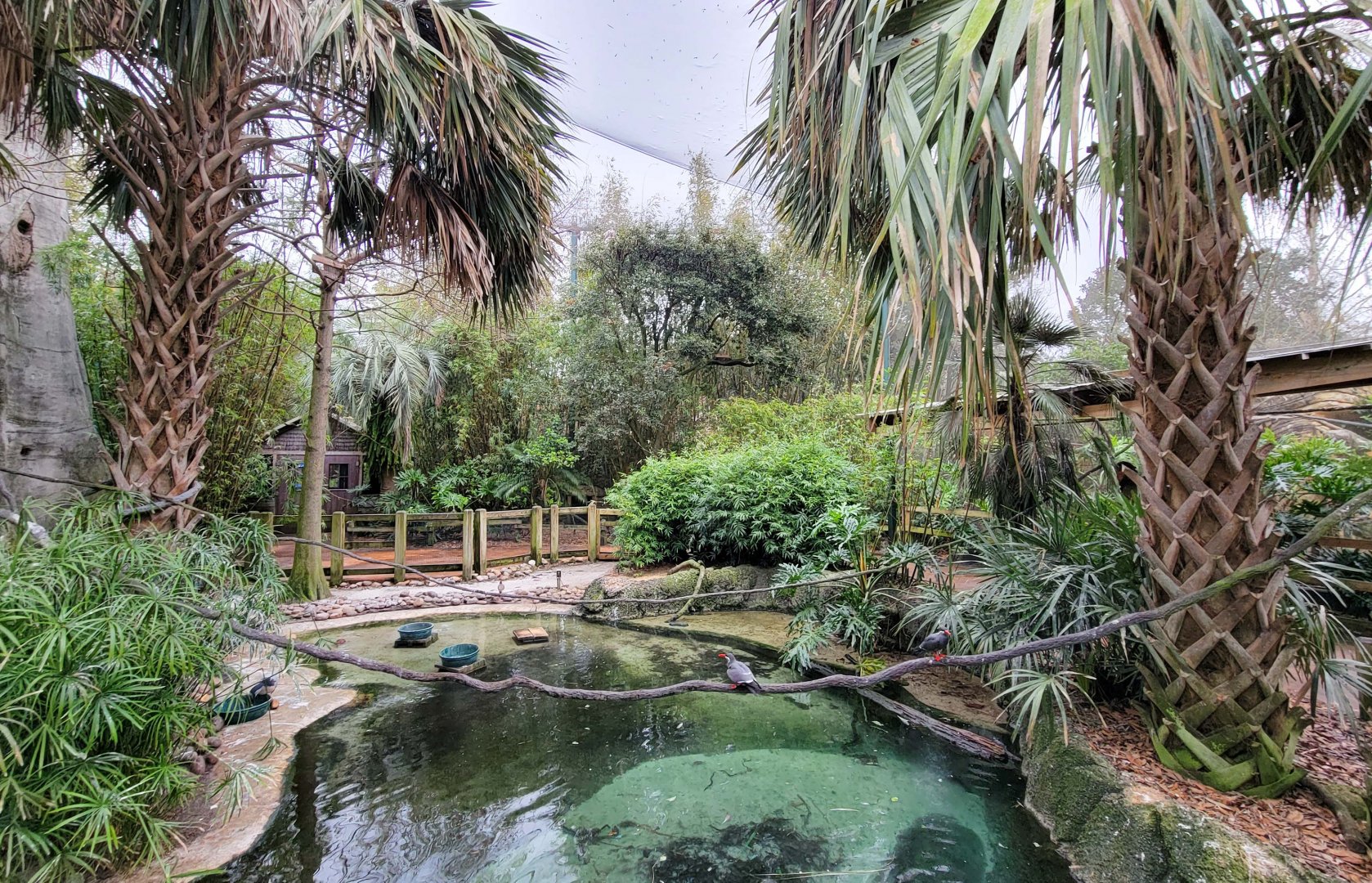 Jan. 2022 - Range of the Jaguar - Emerald Forest Aviary (17 Species)