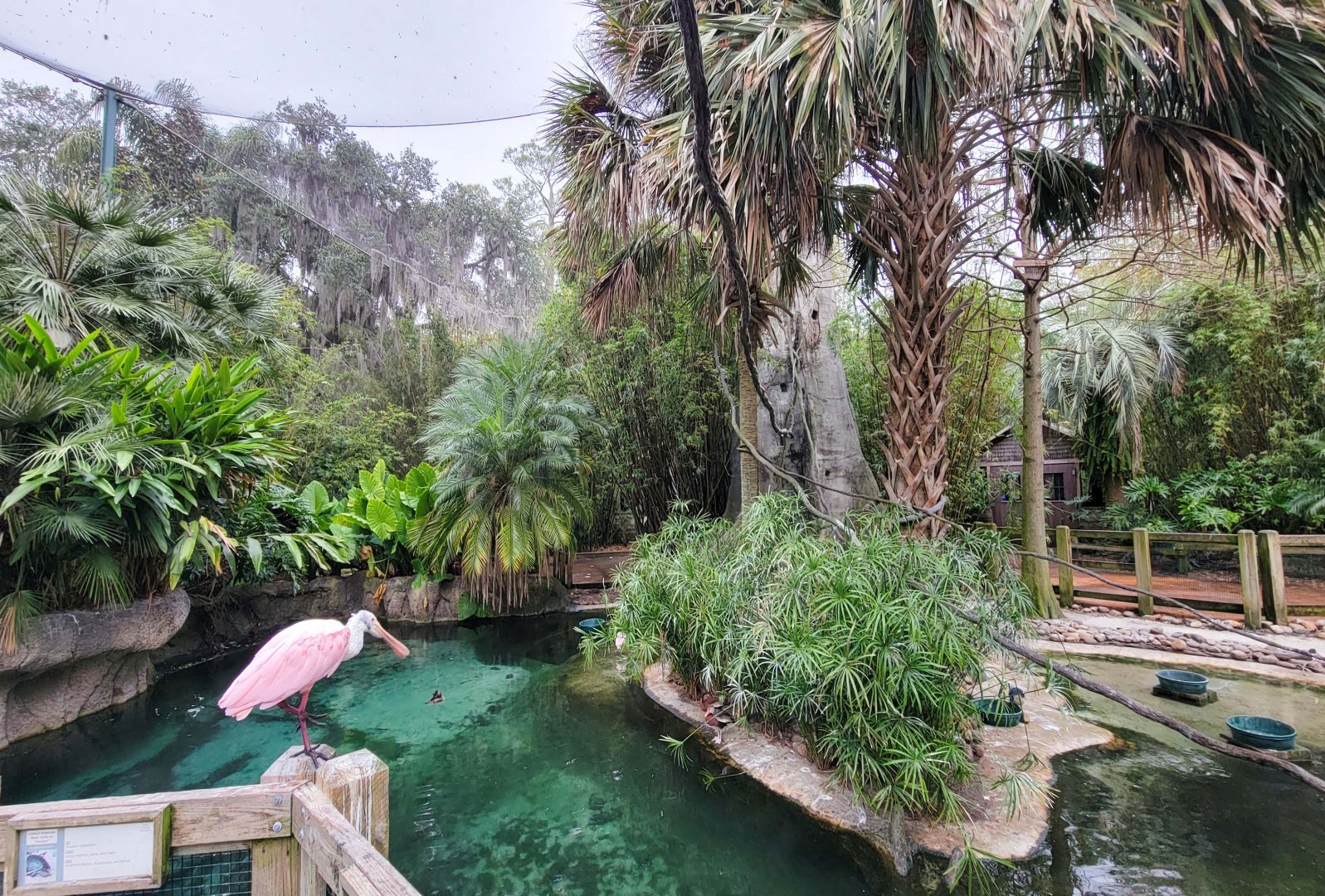 Jan. 2022 - Range of the Jaguar - Emerald Forest Aviary (17 Species)