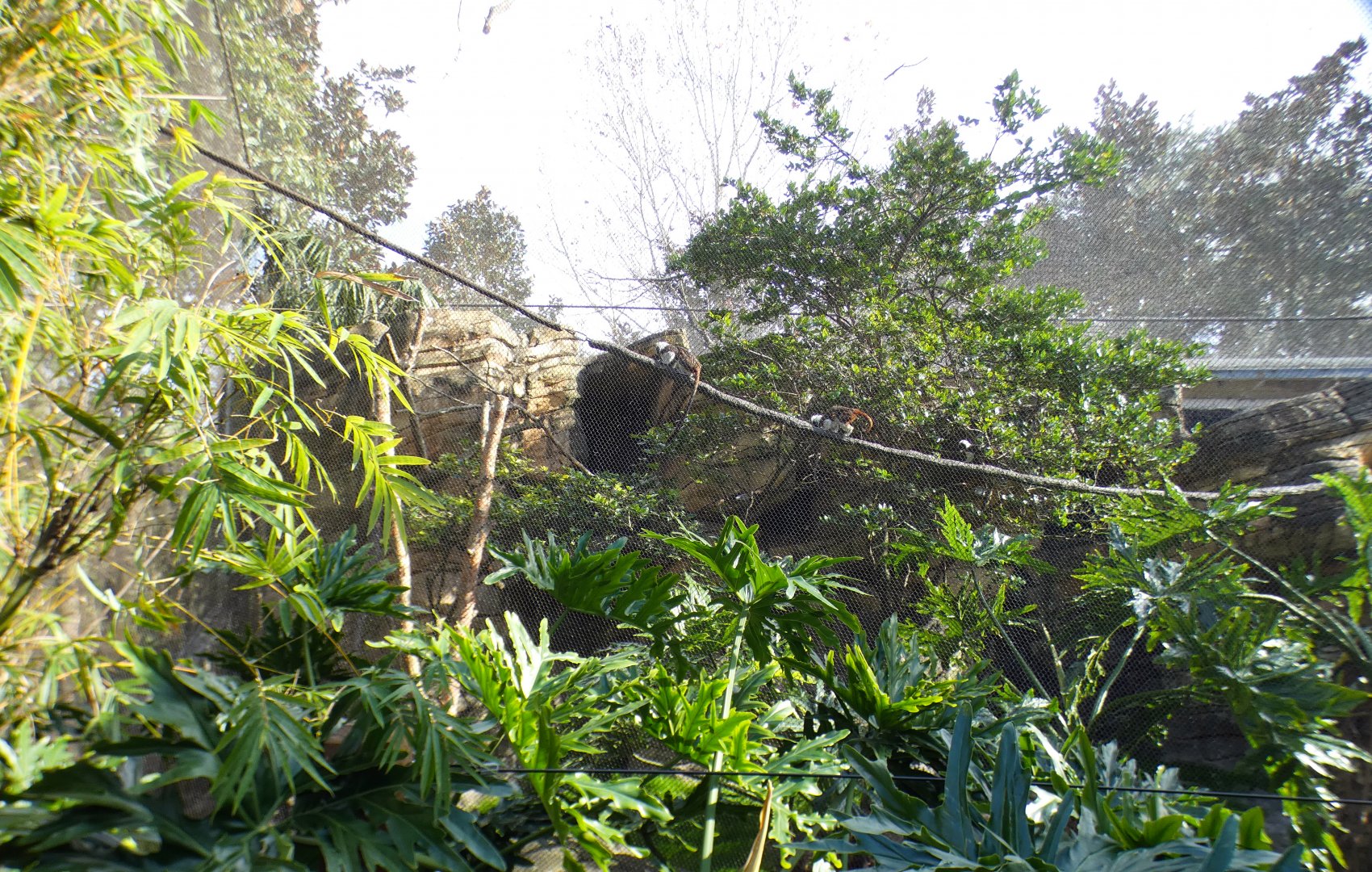 Jan. 2022 - Range of the Jaguar - Emerald Forest Aviary - Cotton-top Tamarin Exhibit