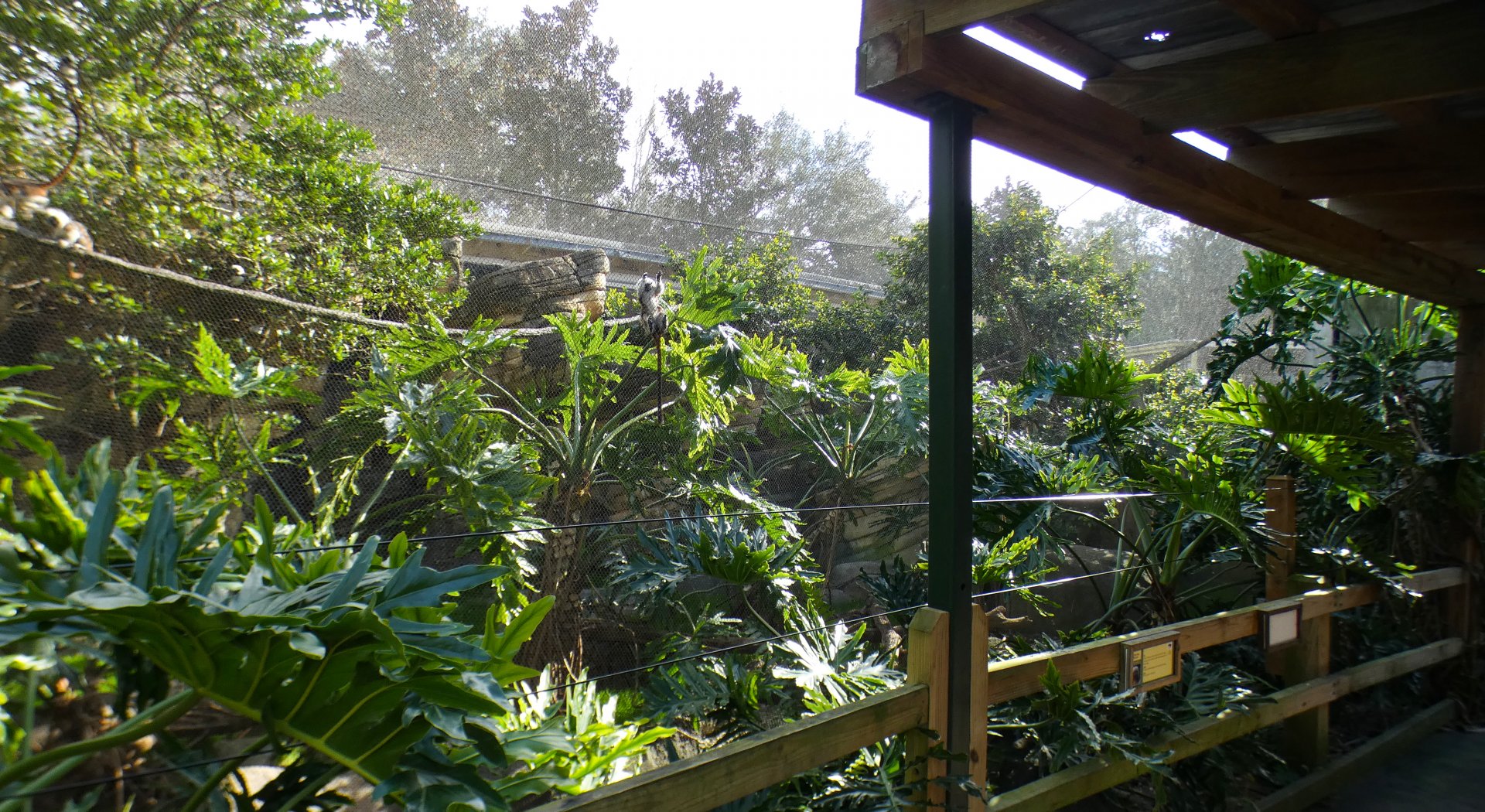 Jan. 2022 - Range of the Jaguar - Emerald Forest Aviary - Cotton-top Tamarin Exhibit