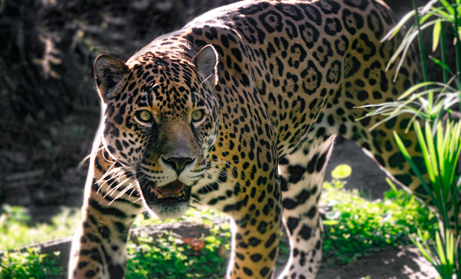 Jan. 2022 - Range of the Jaguar - Jaguar