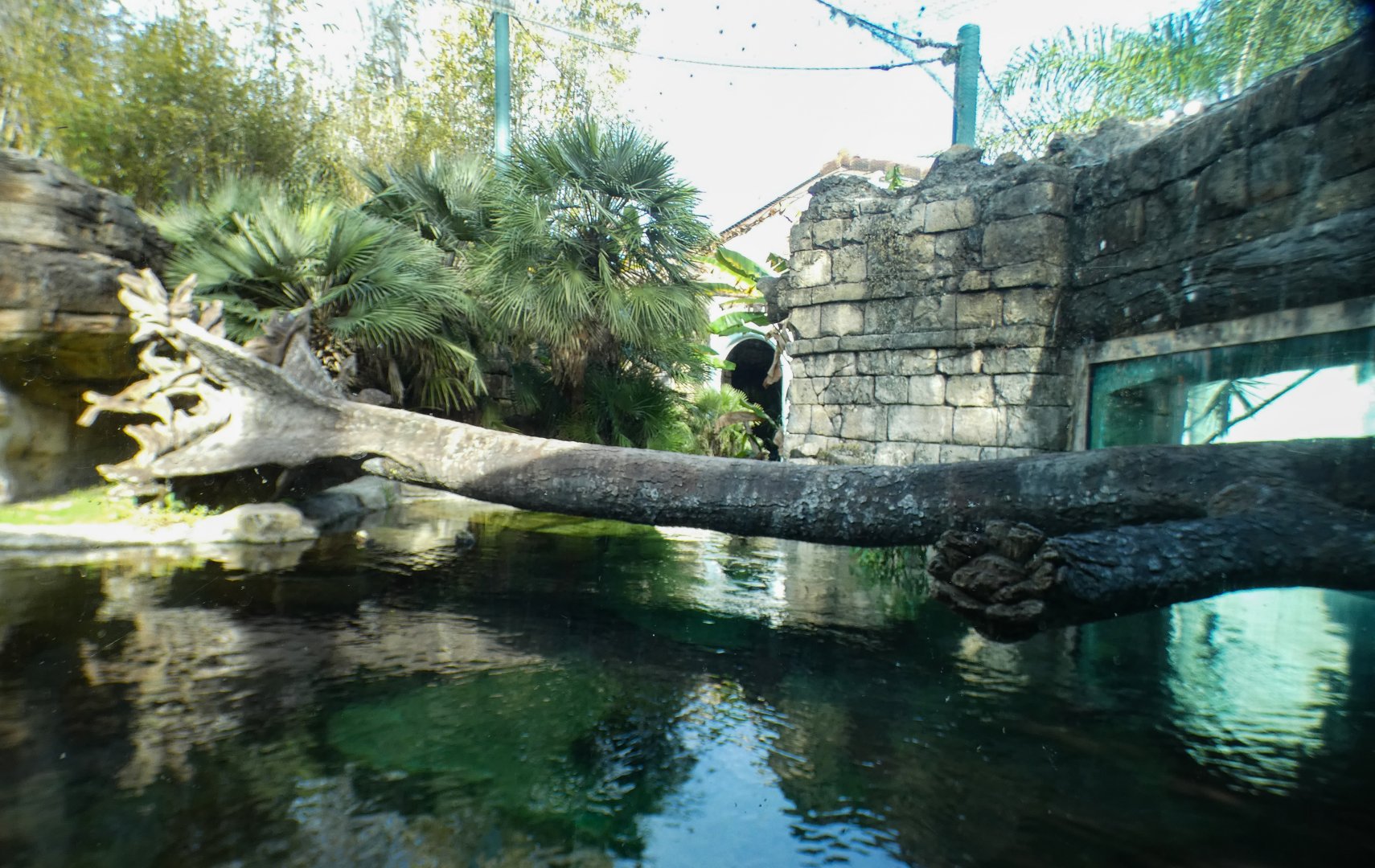 Jan. 2022 - Range of the Jaguar - Right Jaguar/Black-finned Pacu Exhibit