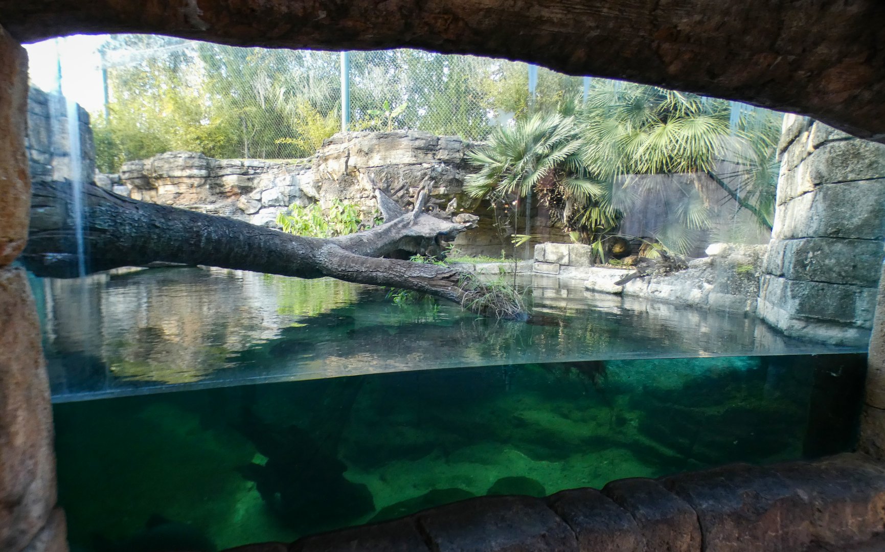 Jan. 2022 - Range of the Jaguar - Right Jaguar/Black-finned Pacu Exhibit