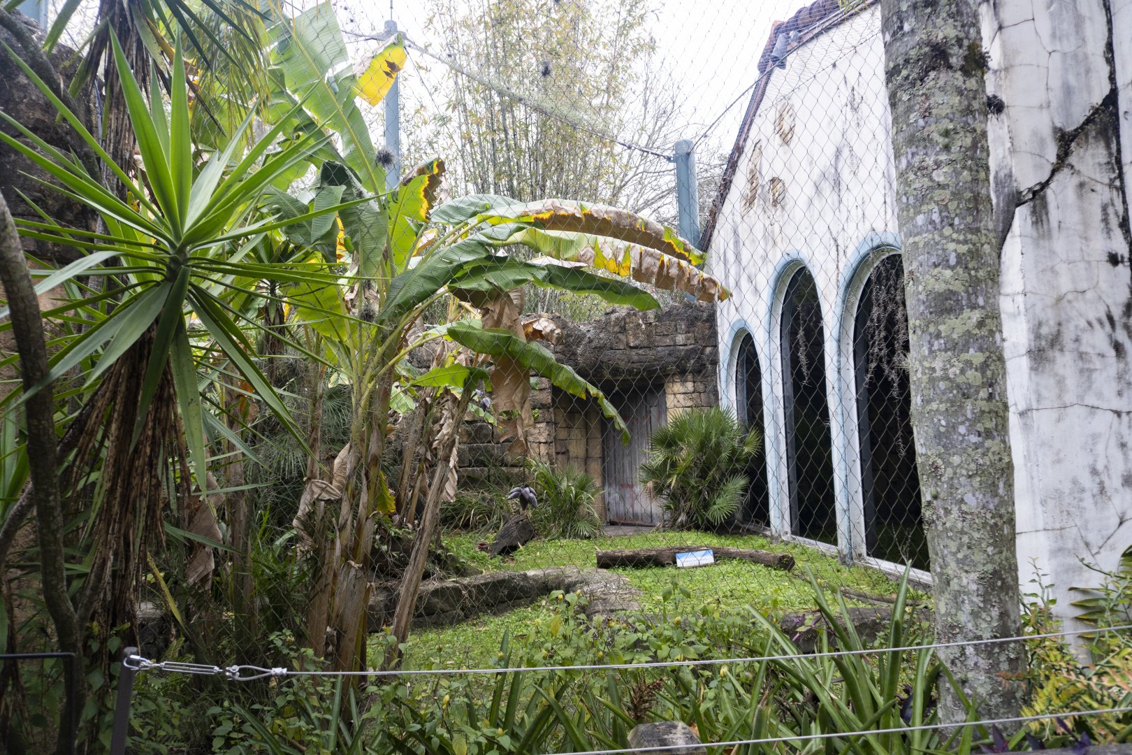 Jan. 2022 - Range of the Jaguar - Right Jaguar/Black-finned Pacu Exhibit