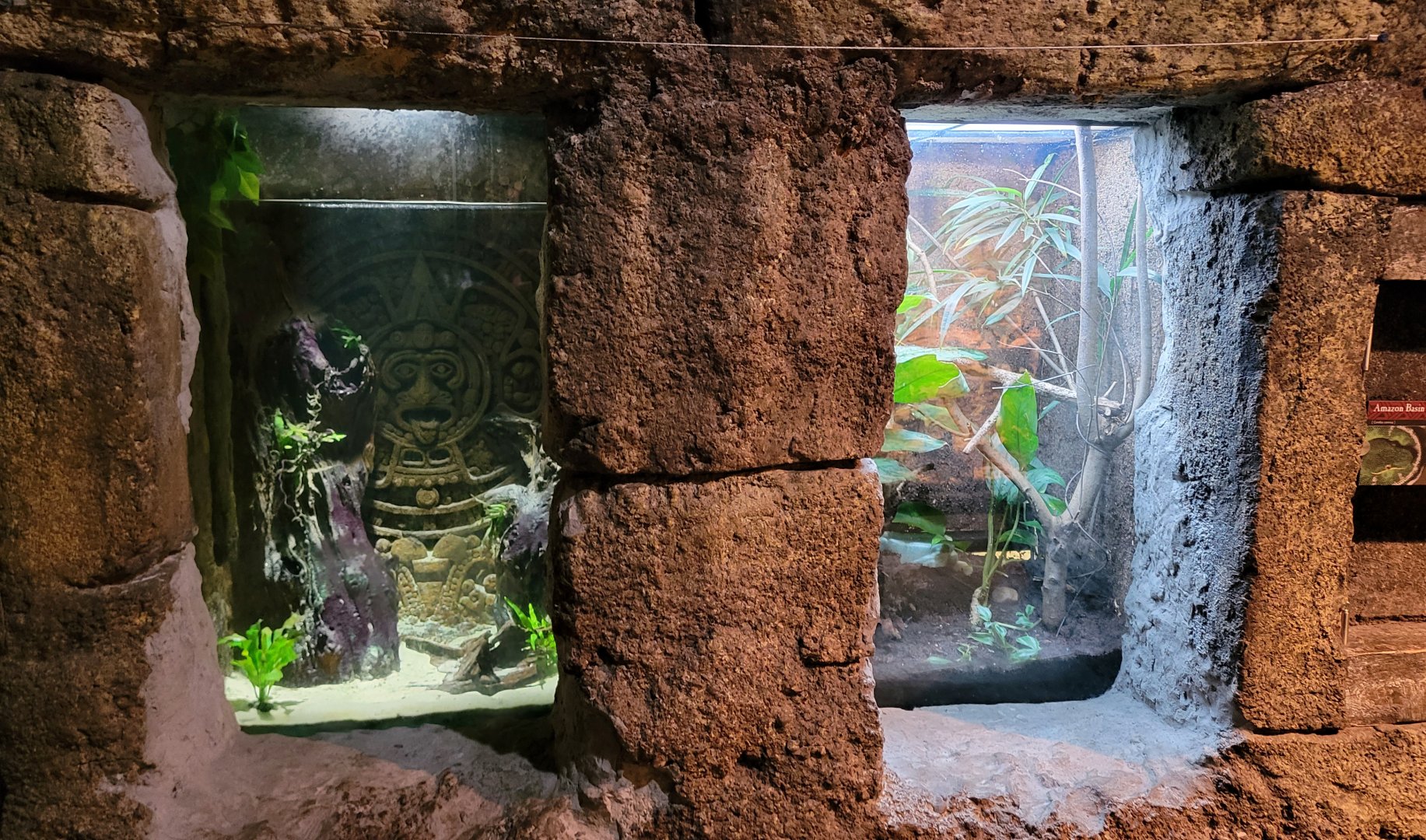 Jan. 2022 - Range of the Jaguar - The Lost Temple - Aquatic Caecilian + Emerald Tree Boa Exhibits