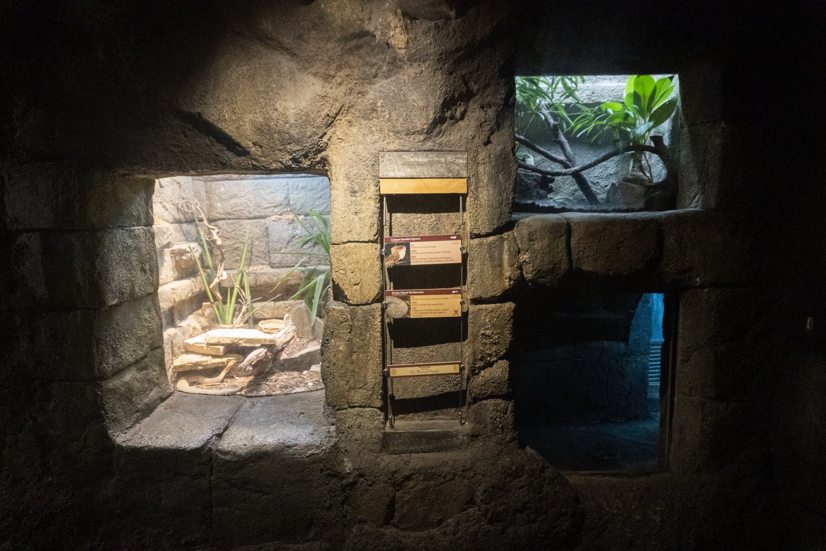 Jan. 2022 - Range of the Jaguar - The Lost Temple - Aruba Island Rattlesnake + Casque-headed Iguana Exhibits