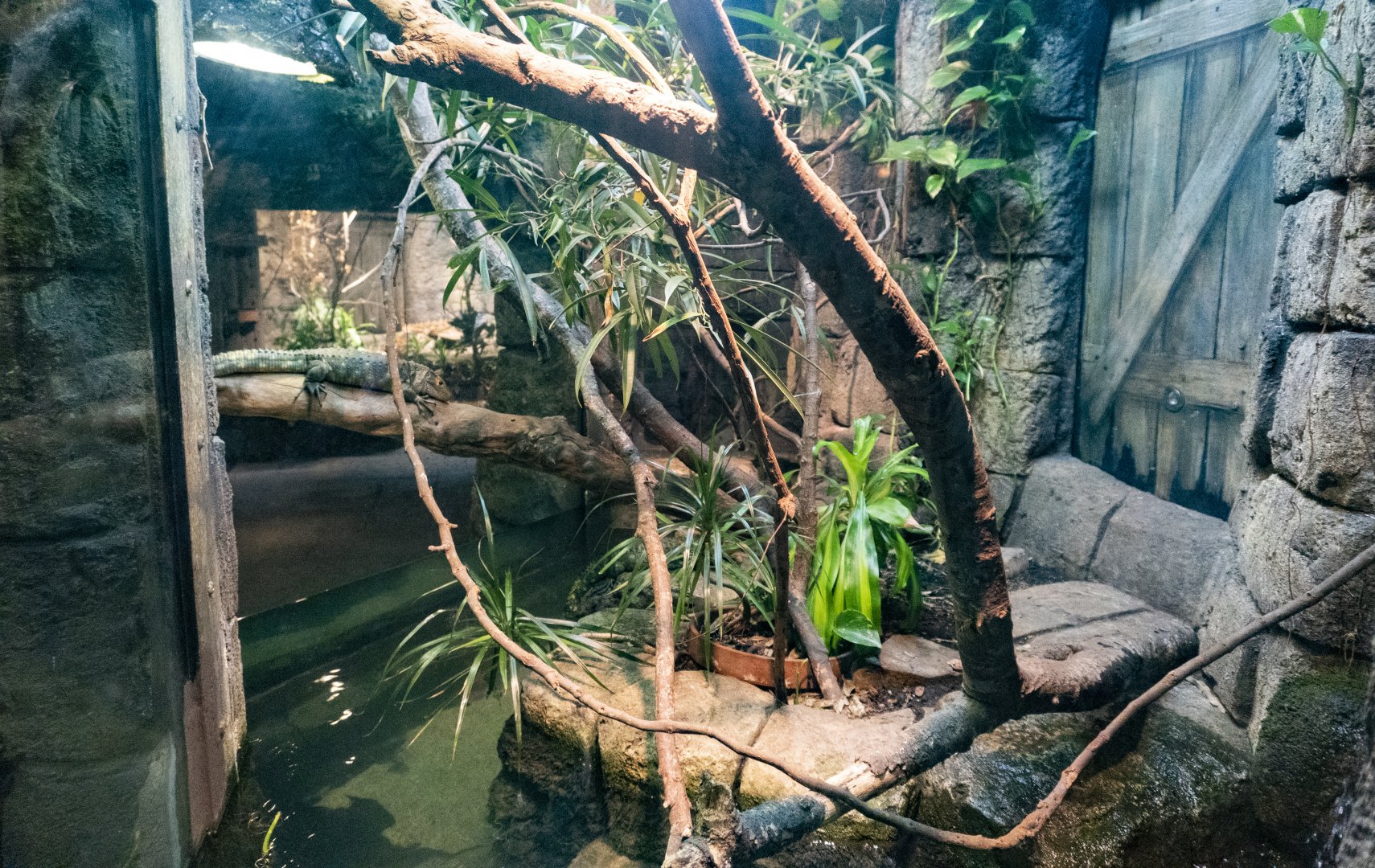 Jan. 2022 - Range of the Jaguar - The Lost Temple - Caiman Lizard/Amazon Tree Boa/Freshwater Stingray Exhibit
