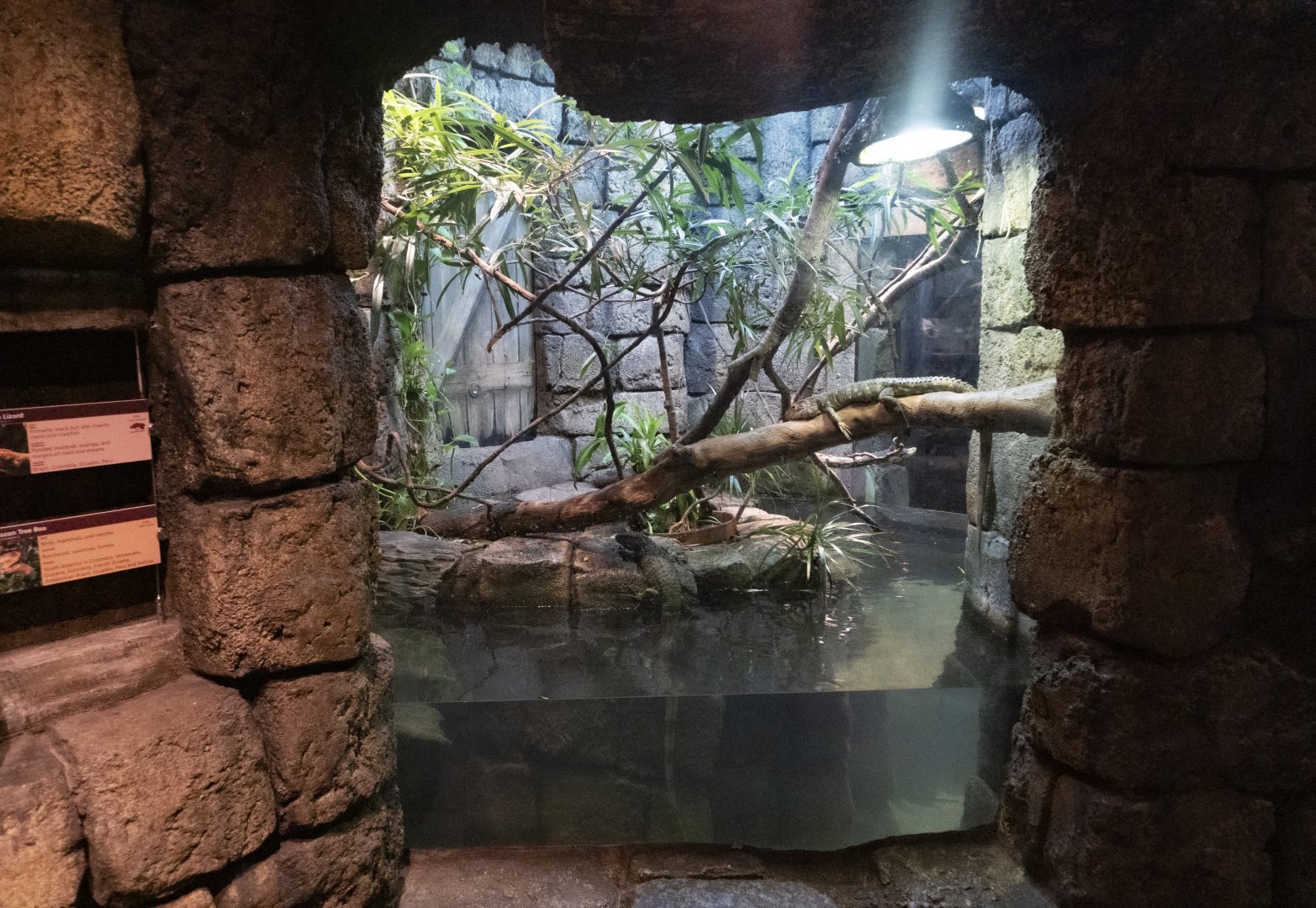 Jan. 2022 - Range of the Jaguar - The Lost Temple - Caiman Lizard/Amazon Tree Boa/Freshwater Stingray Exhibit