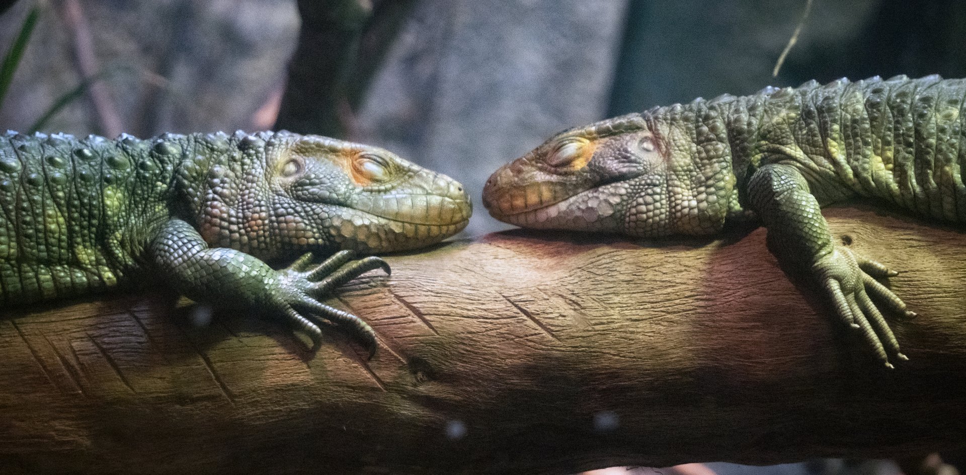 Jan. 2022 - Range of the Jaguar - The Lost Temple - Caiman Lizards