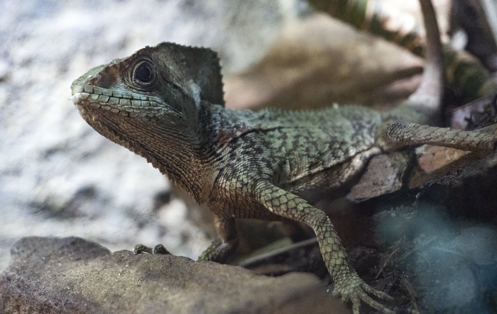 Jan. 2022 - Range of the Jaguar - The Lost Temple - Casque-headed Iguana