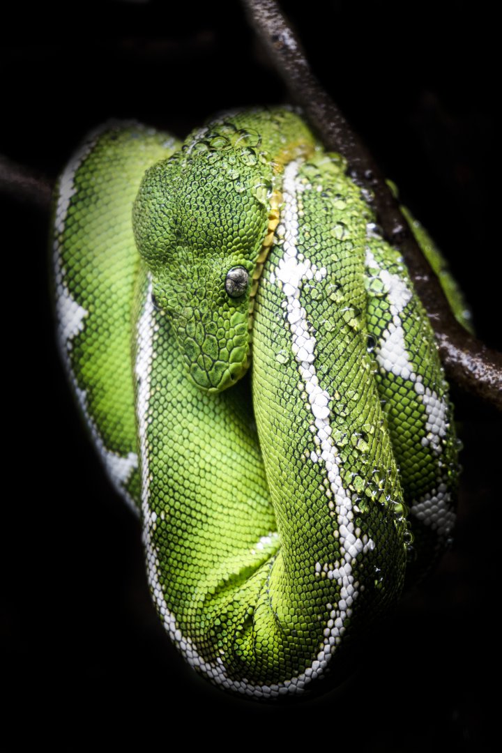 Jan. 2022 - Range of the Jaguar - The Lost Temple - Emerald Tree Boa