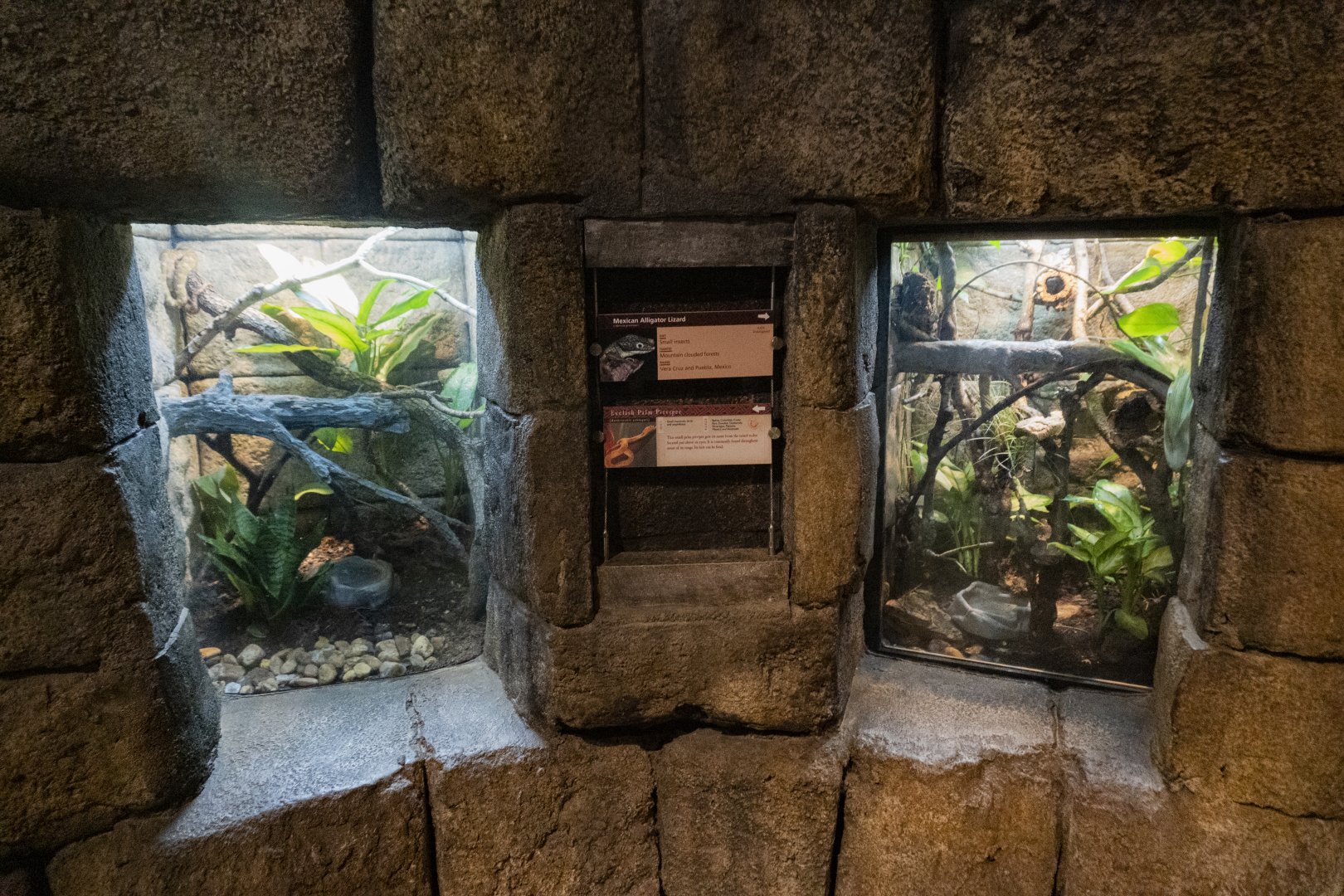 Jan. 2022 - Range of the Jaguar - The Lost Temple - Eyelash Viper + Alligator Lizard Exhibits