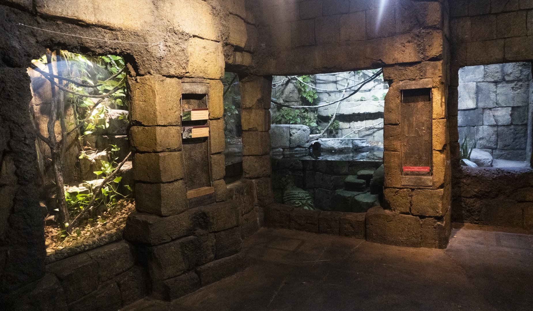 Jan. 2022 - Range of the Jaguar - The Lost Temple - Green Anaconda/Amazon Tree Boa Exhibit