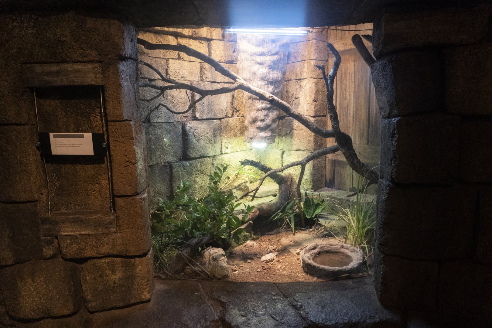 Jan. 2022 - Range of the Jaguar - The Lost Temple - Rio Fuerte Beaded Lizard Exhibit