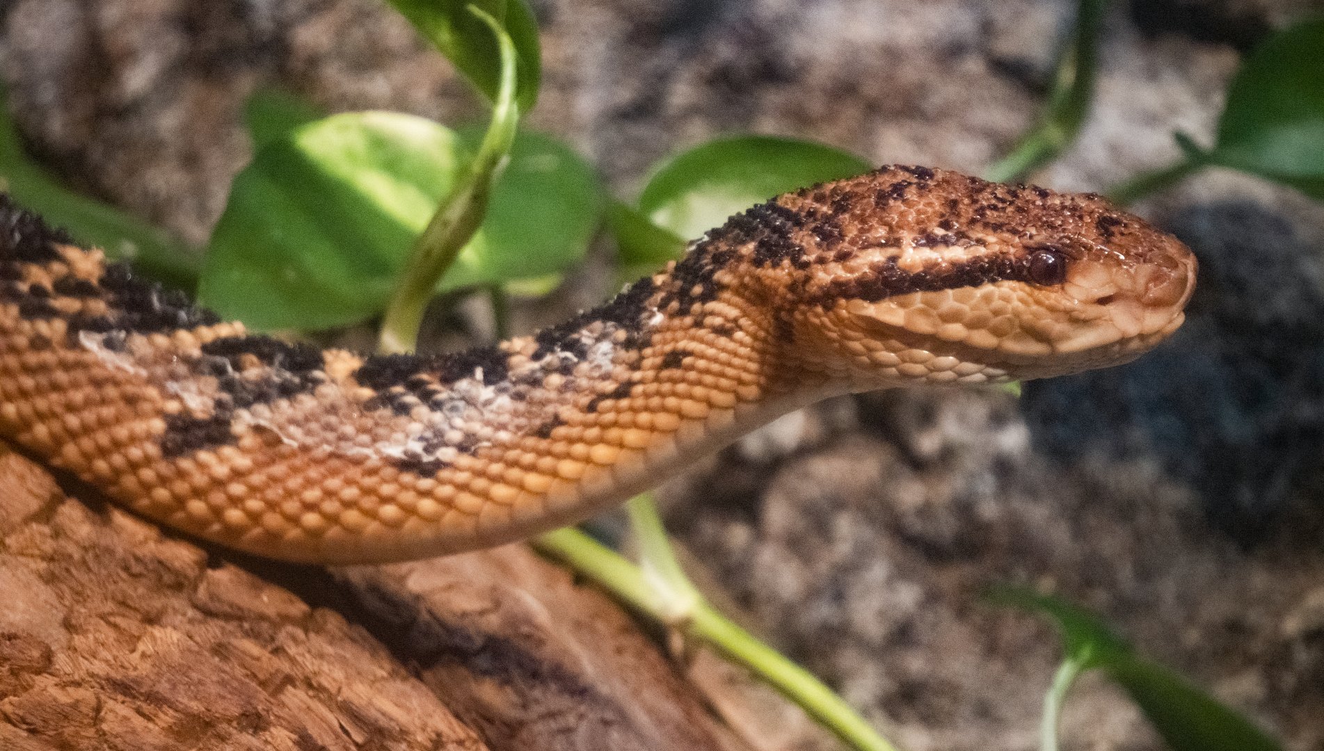 Jan. 2022 - Range of the Jaguar - The Lost Temple - South American Bushmaster