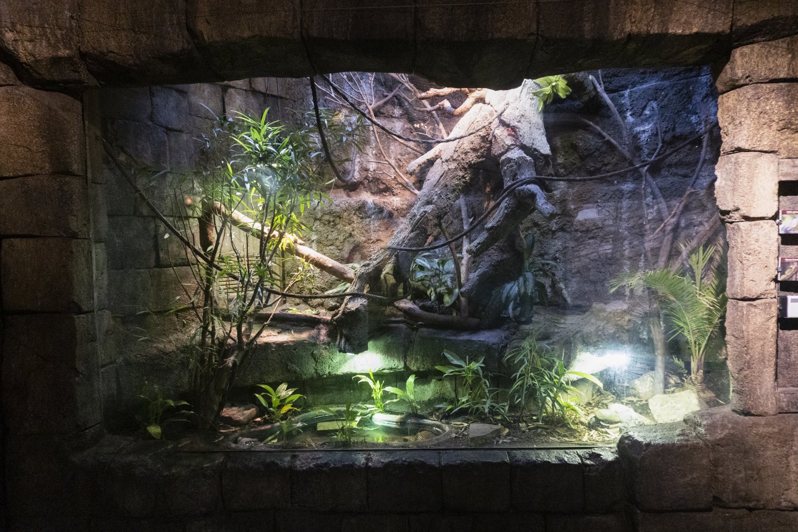 Jan. 2022 - Range of the Jaguar - The Lost Temple - Utila Spiny-tailed Iguana/Crested Green Basilisk/Aquatic Box Turtle Exhibit