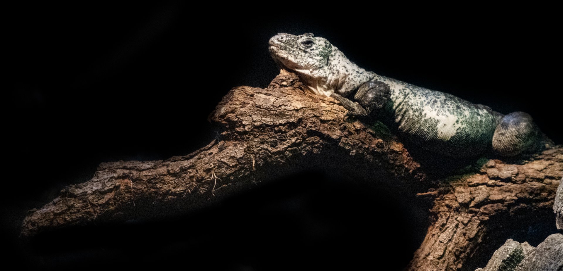 Jan. 2022 - Range of the Jaguar - The Lost Temple - Utila Spiny-tailed Iguana