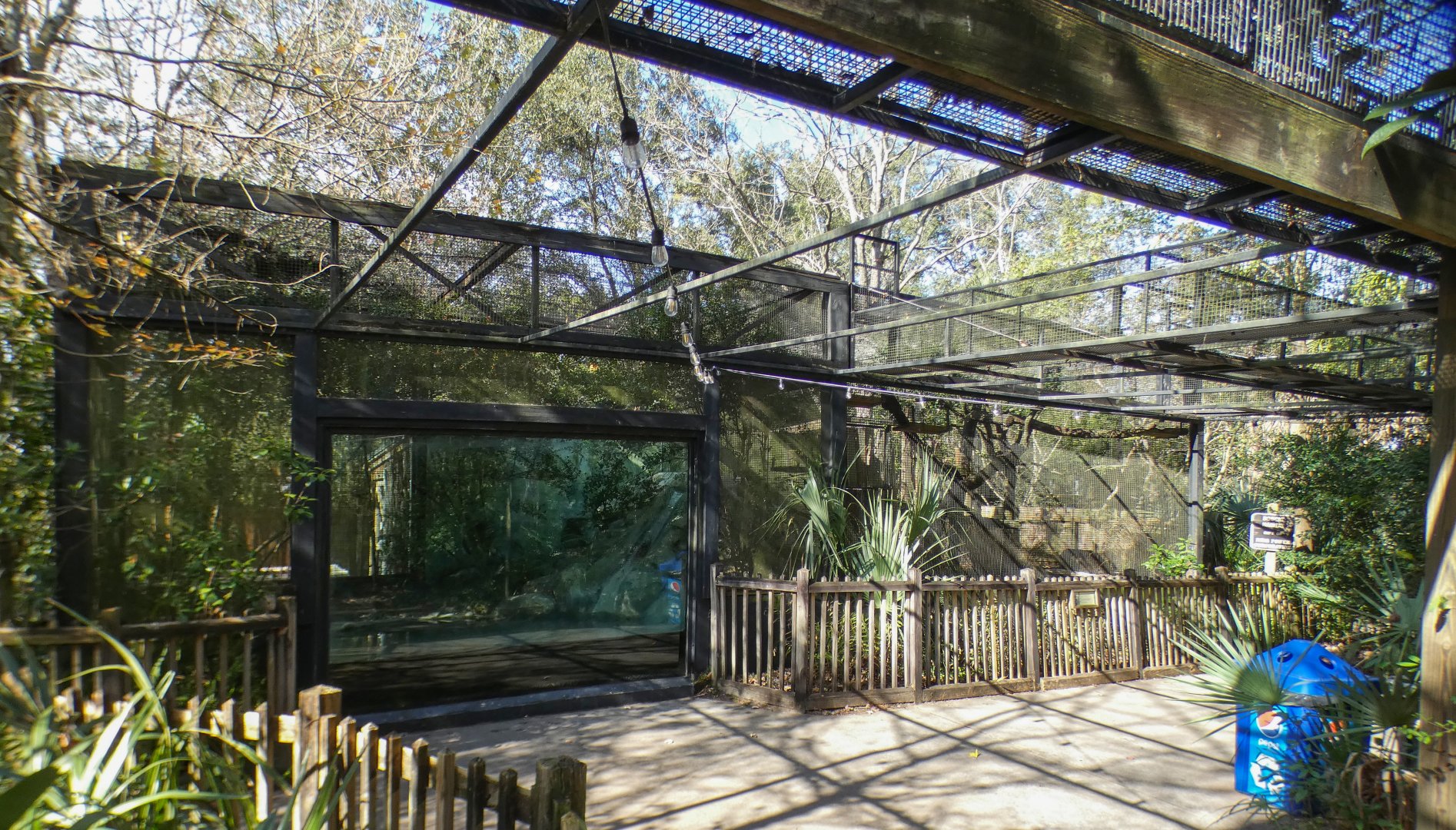 Jan. 2022 - Wild Florida - Alligator Snapping Turtle + Bobcat Exhibits